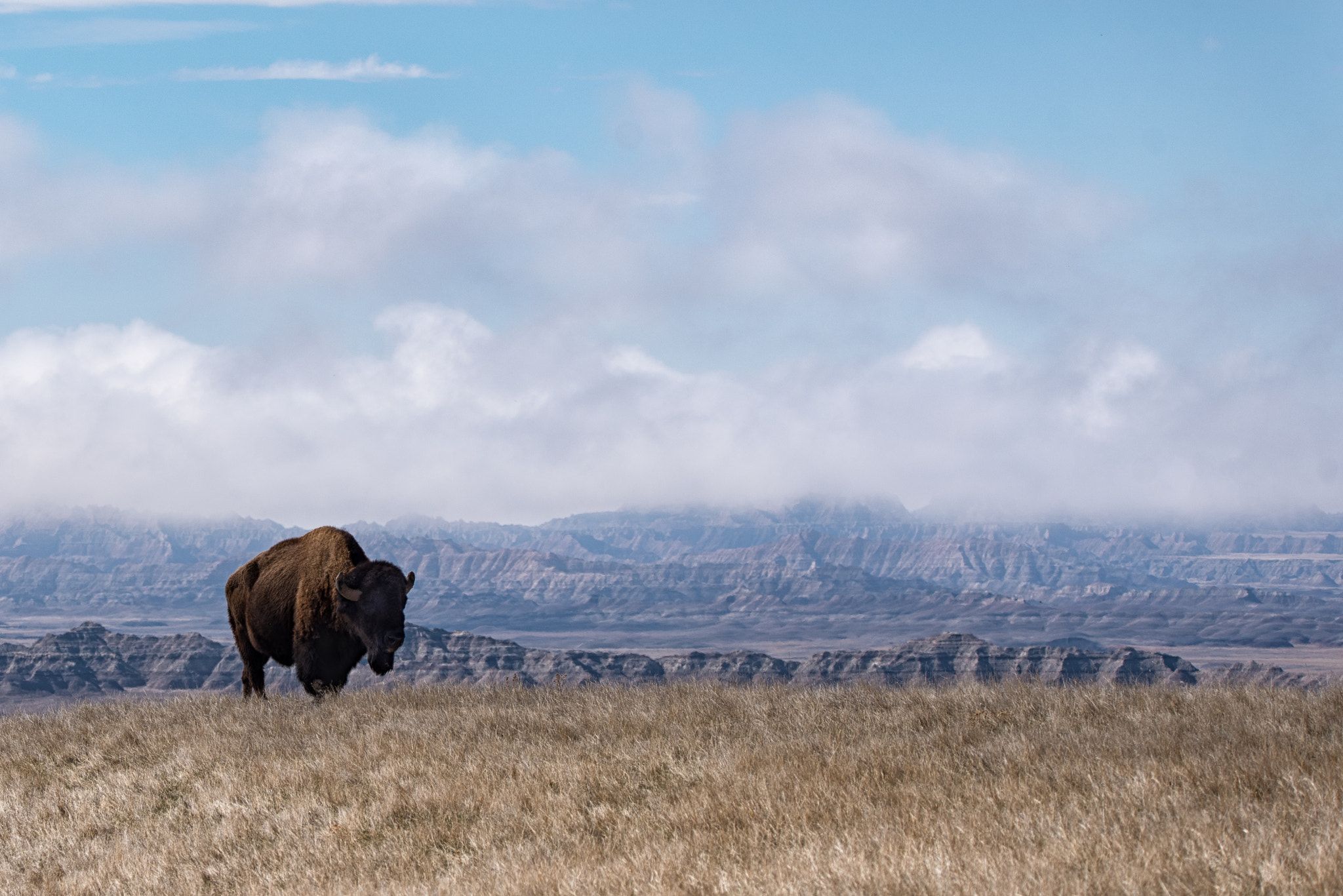 Nikon D750 + Sigma 150-600mm F5-6.3 DG OS HSM | C sample photo. Sage creek wilderness buffalo photography