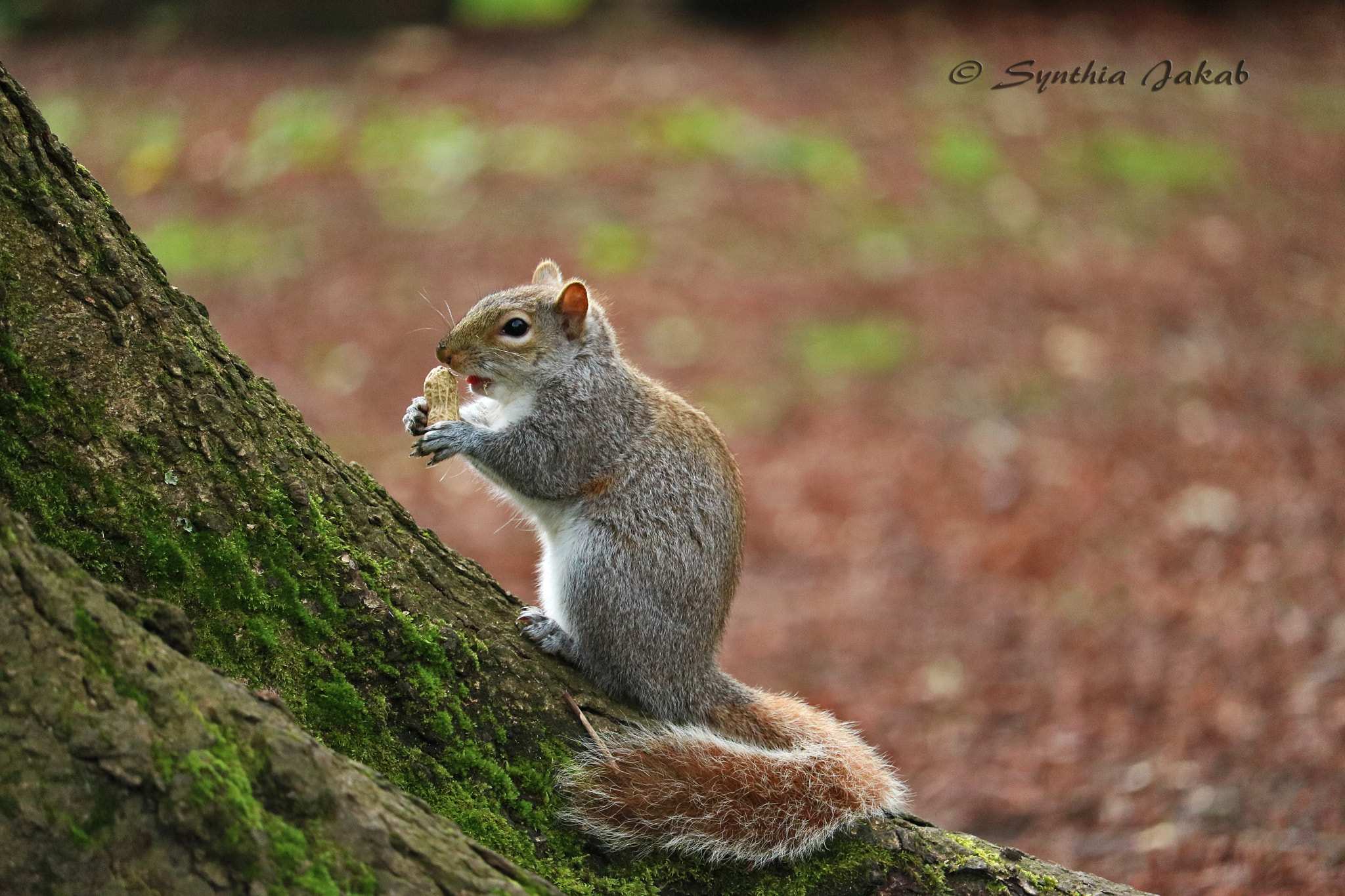 Canon EF-S 55-250mm F4-5.6 IS STM sample photo. Fluffy eating photography