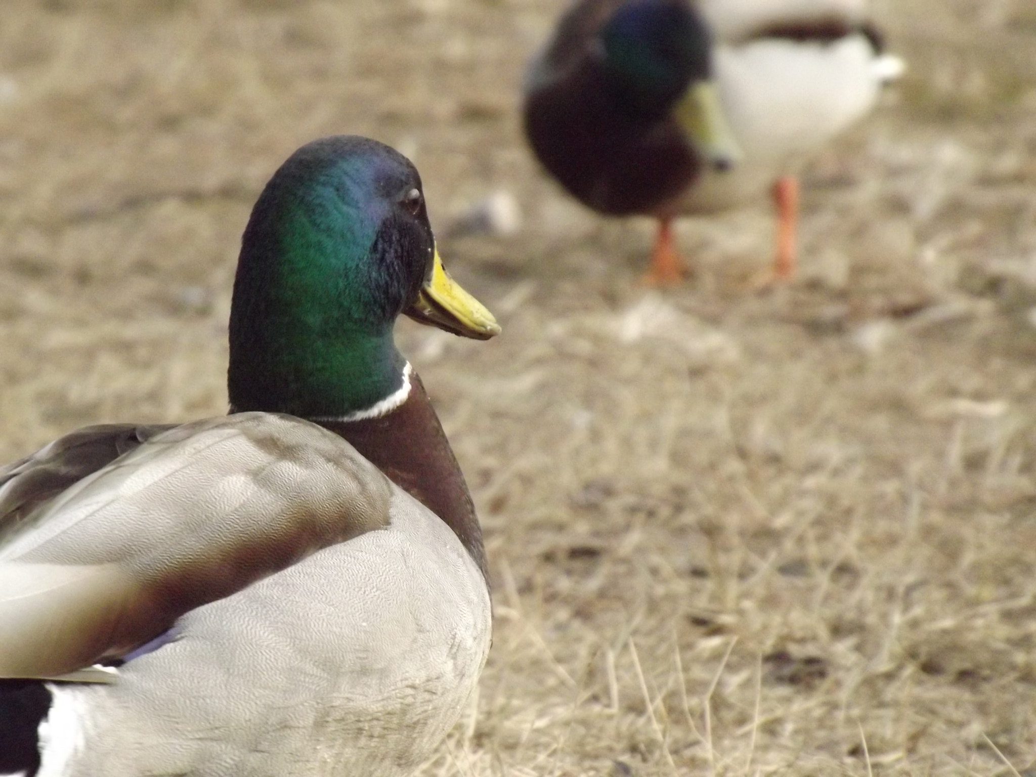 FujiFilm FinePix S4000 (FinePix S4050) sample photo. Duck photography