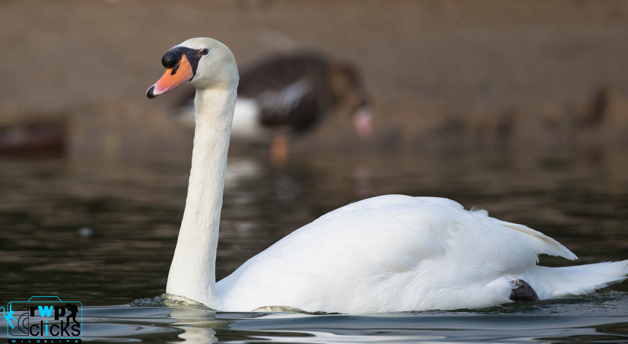 Canon EF 500mm F4L IS USM sample photo. Swan  photography