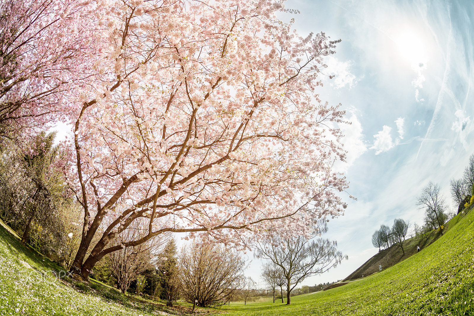 Canon EF 8-15mm F4L Fisheye USM sample photo. Sakura in stuttgart photography
