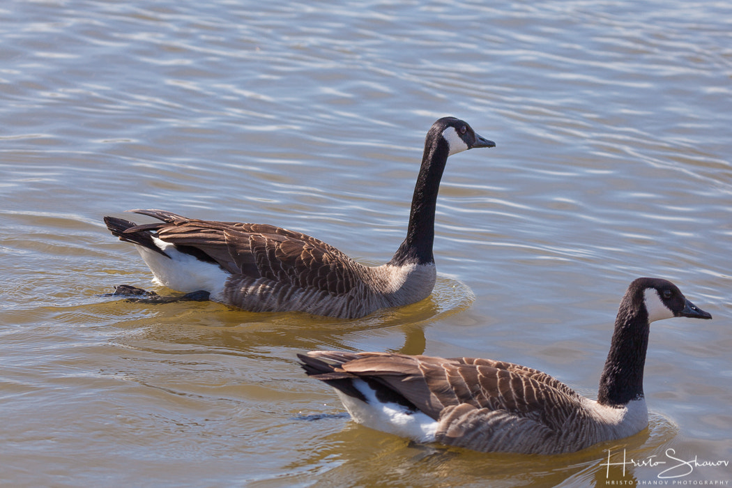Tamron SP 150-600mm F5-6.3 Di VC USD sample photo. Goose photography