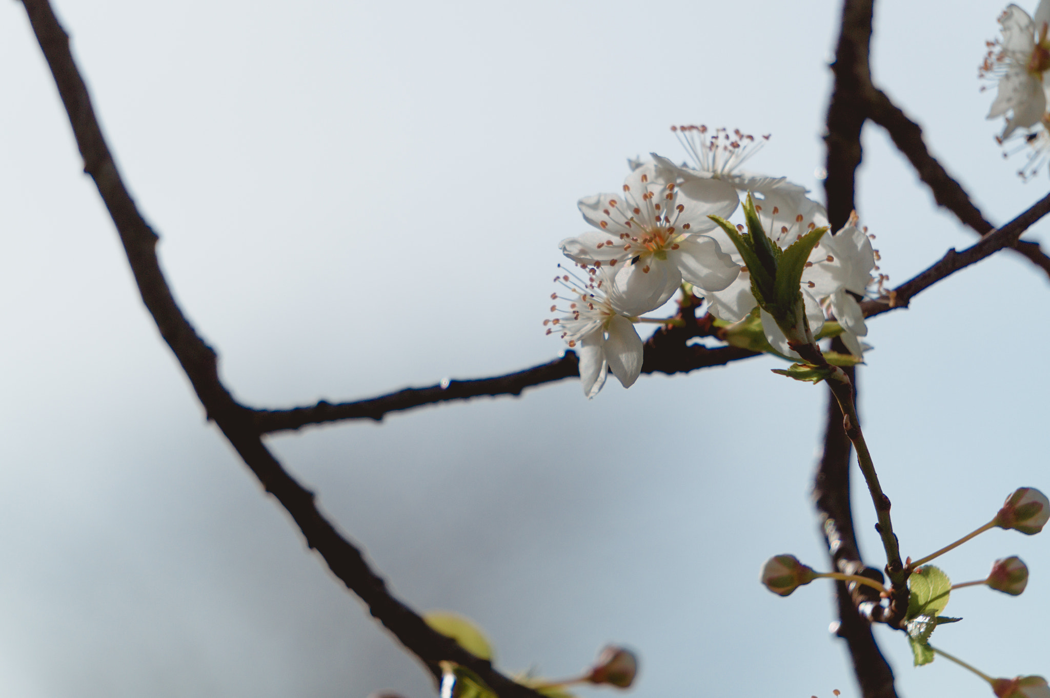 Sony Alpha a3000 sample photo. Blossom photography