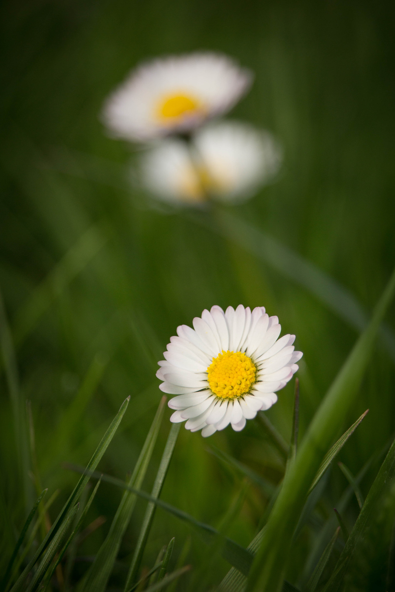 Canon EF-S 55-250mm F4-5.6 IS STM sample photo. Frühling photography