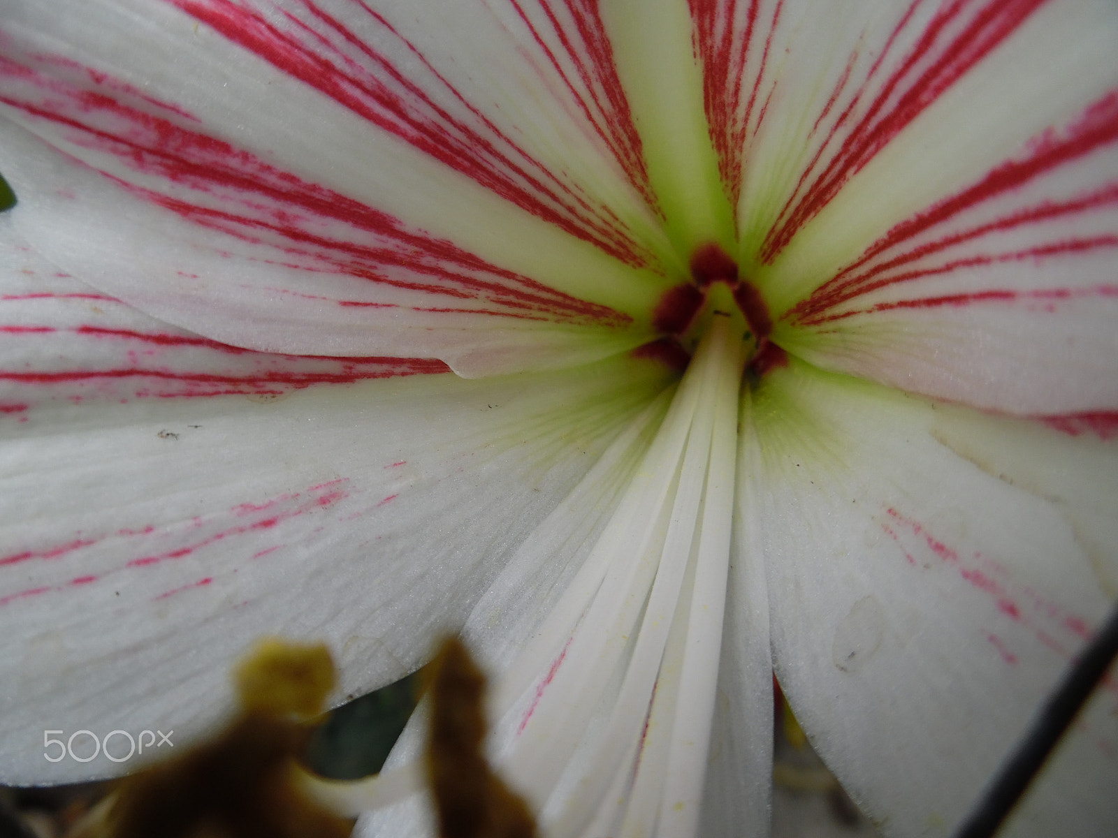 Samsung WB50F/WB51F/WB52F sample photo. Flower 005 photography