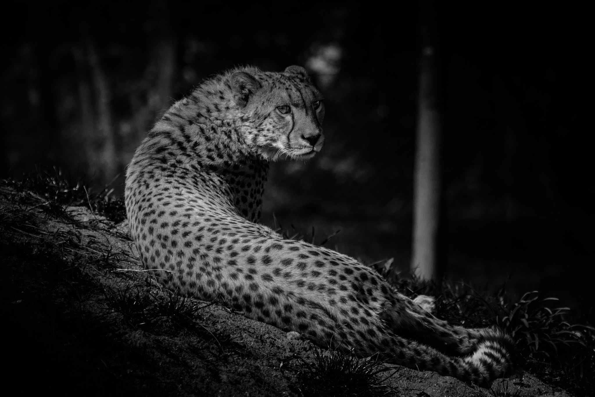 Canon EF 70-200mm F2.8L USM sample photo. Leopart bw photography