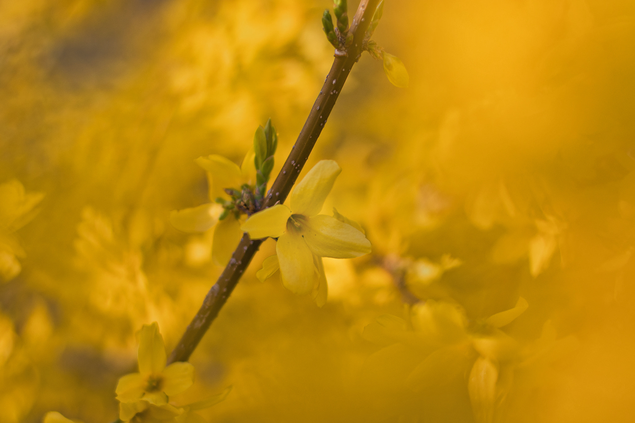 Canon EOS 80D + Canon EF 50mm F1.4 USM sample photo. Yellow beauty - spring photography