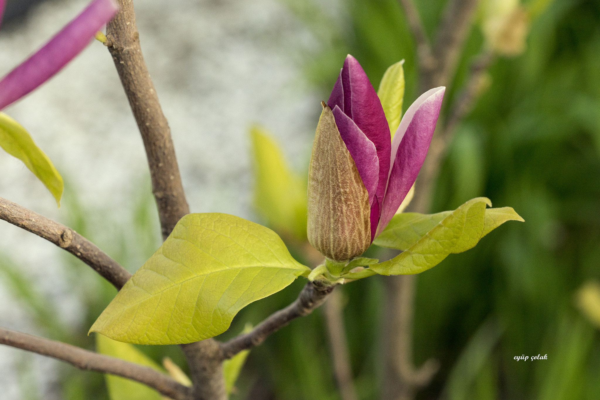 Sony a7 II + Sony FE 90mm F2.8 Macro G OSS sample photo. Dsc photography