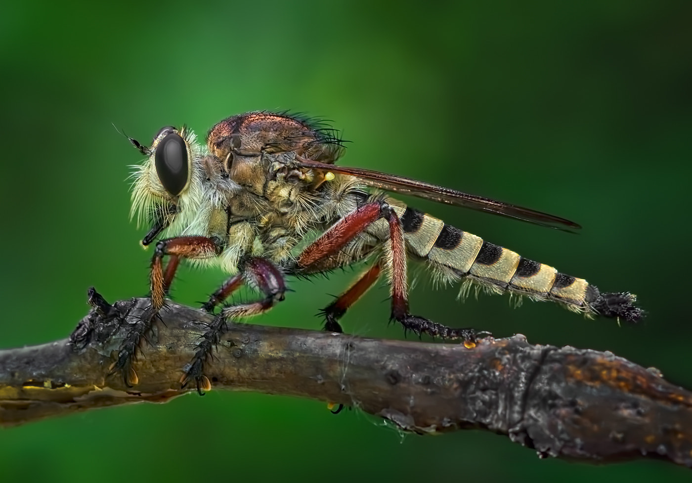Canon EF 100mm F2.8L Macro IS USM sample photo. Resting robber fly photography