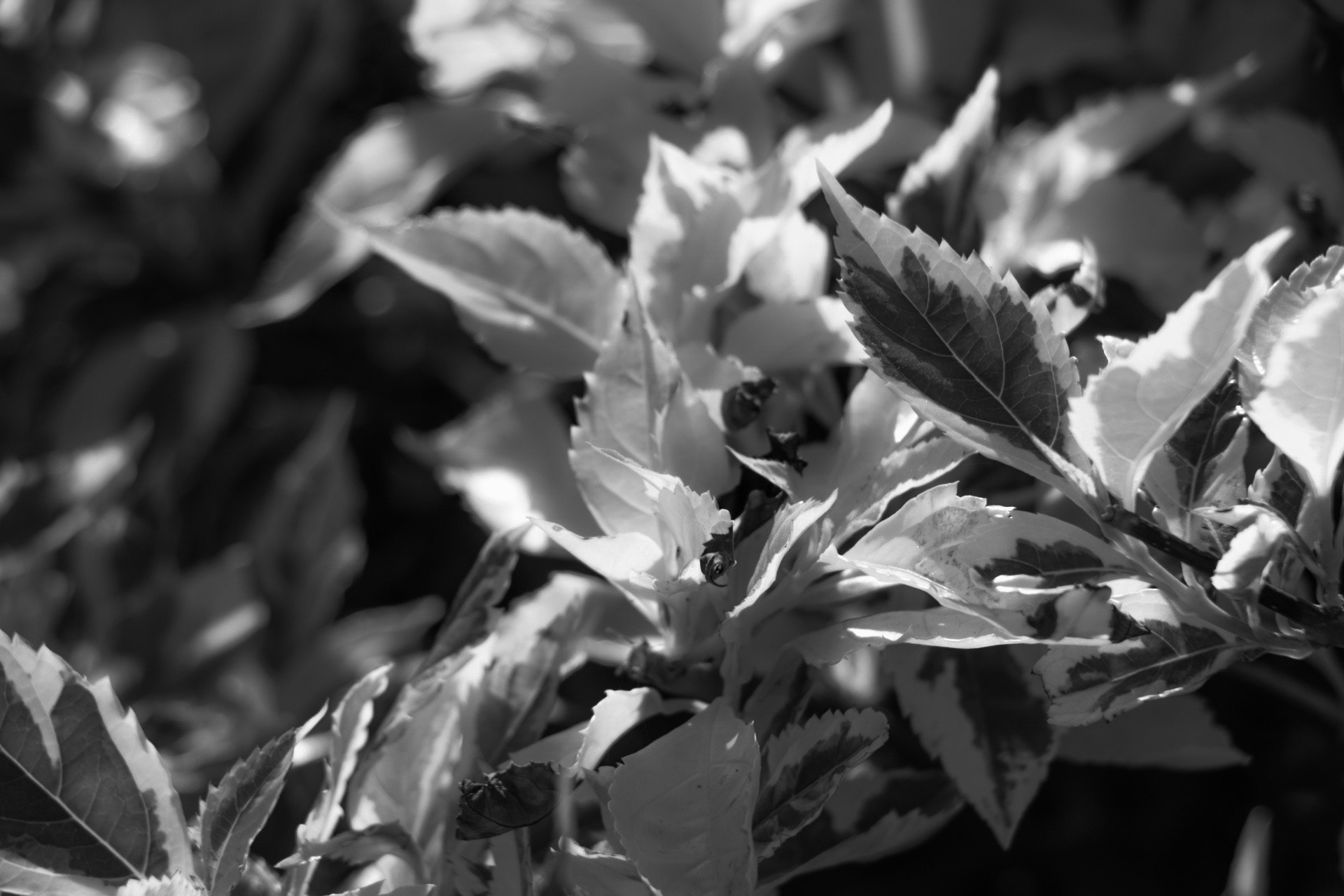 Canon EOS 760D (EOS Rebel T6s / EOS 8000D) sample photo