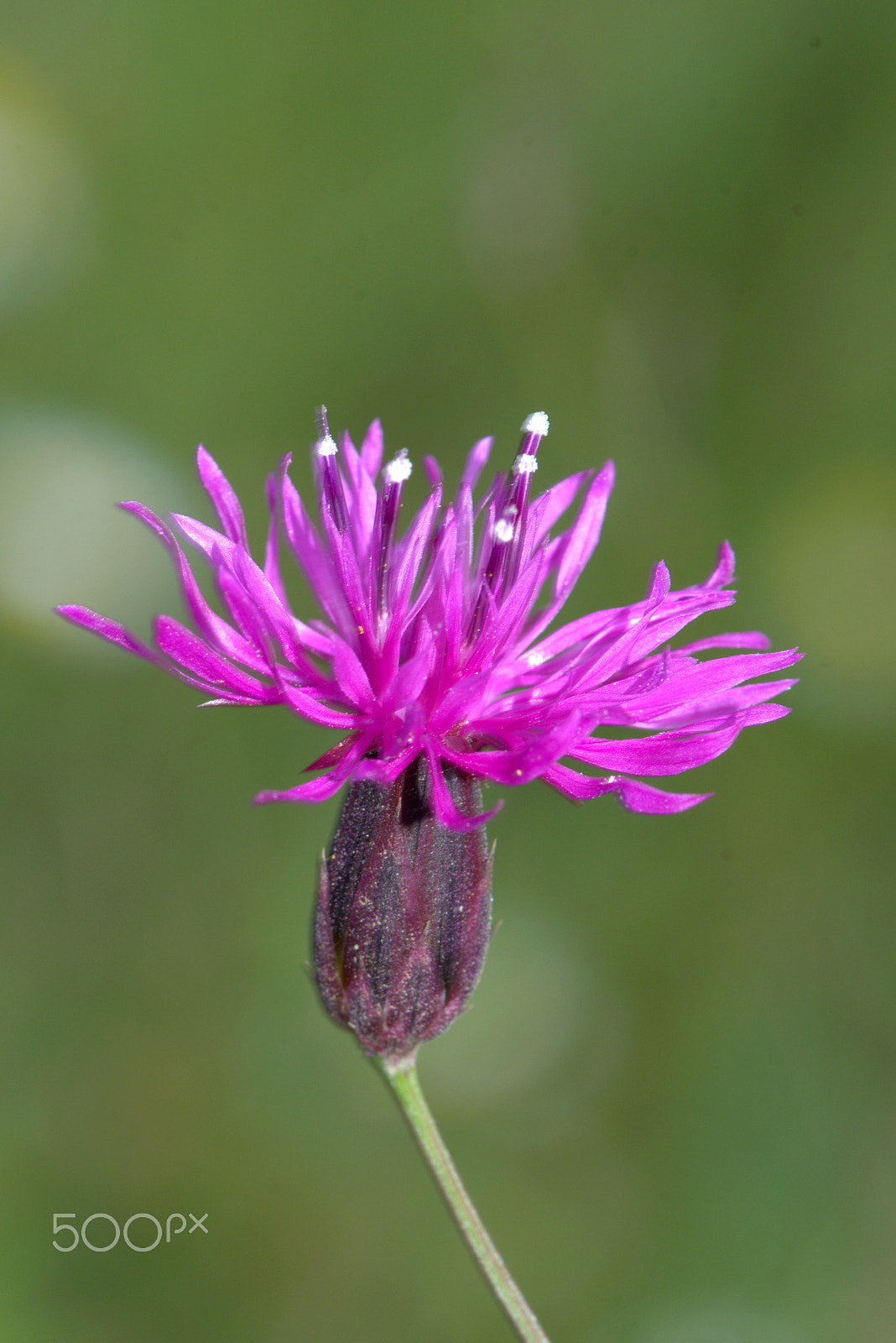 Nikon AF-S Micro-Nikkor 105mm F2.8G IF-ED VR sample photo