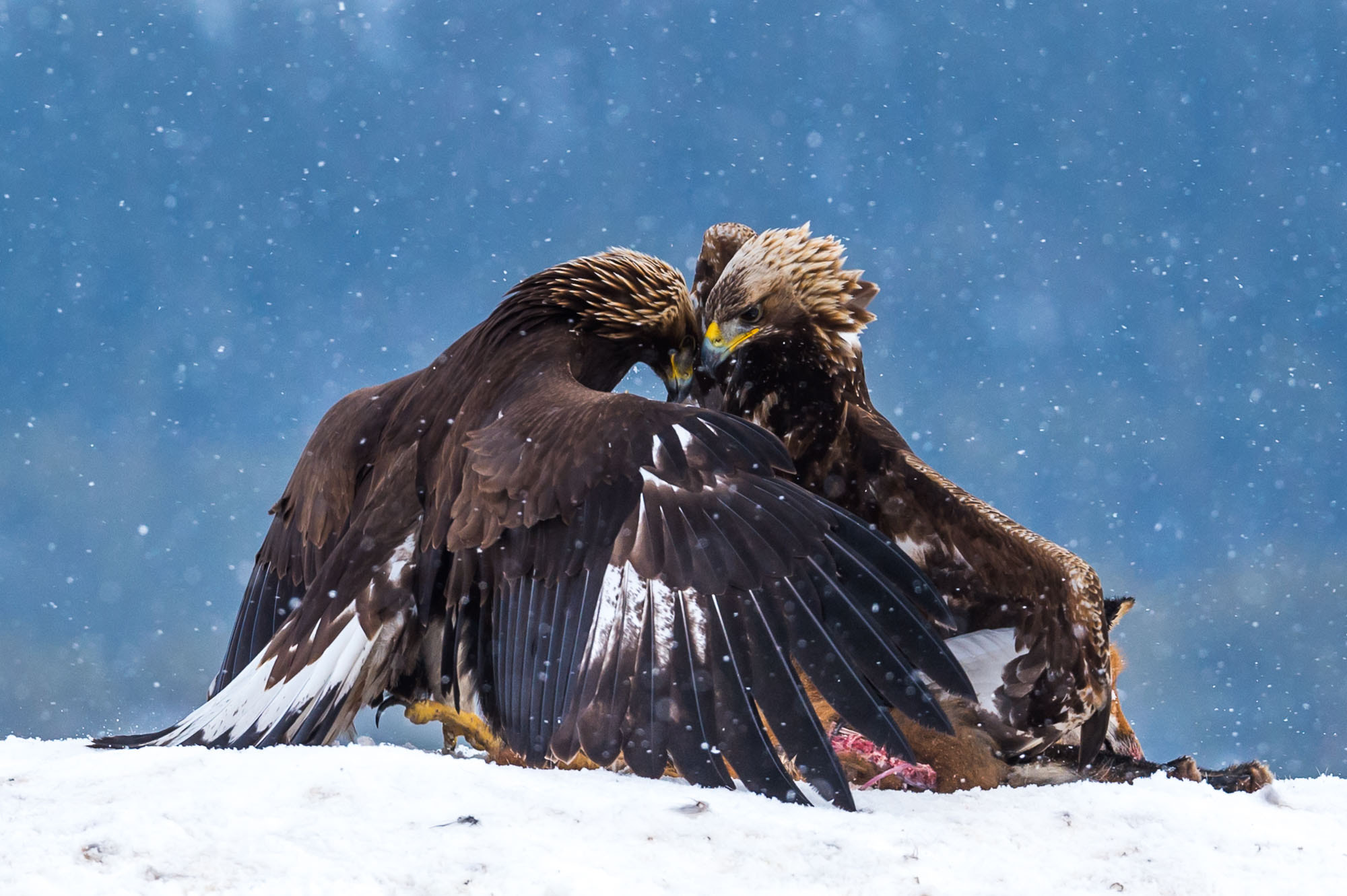 Nikon D4S sample photo. Eagle fight photography