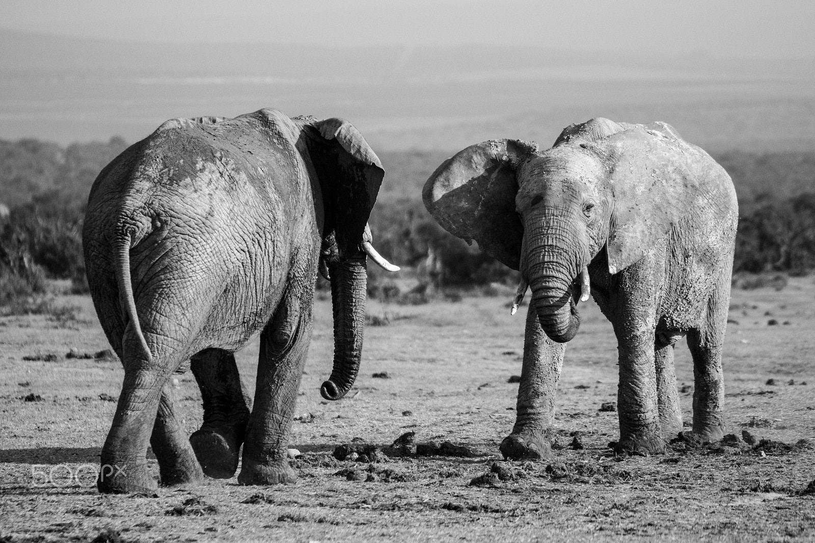Nikon D3100 + Tamron SP 70-300mm F4-5.6 Di VC USD sample photo. Elephants fighting over dominance photography