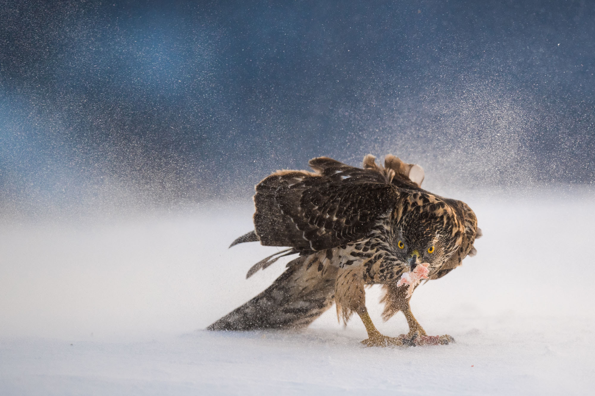 Nikon D5 sample photo. Gooshawk in winterstorm photography