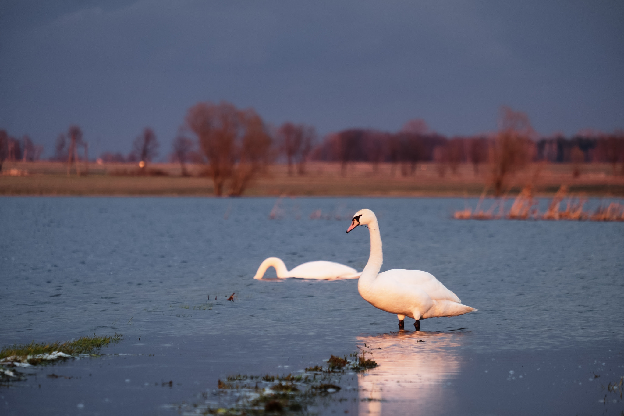 Fujifilm X-E2 + Fujifilm XF 55-200mm F3.5-4.8 R LM OIS sample photo. Przysowa spring photography