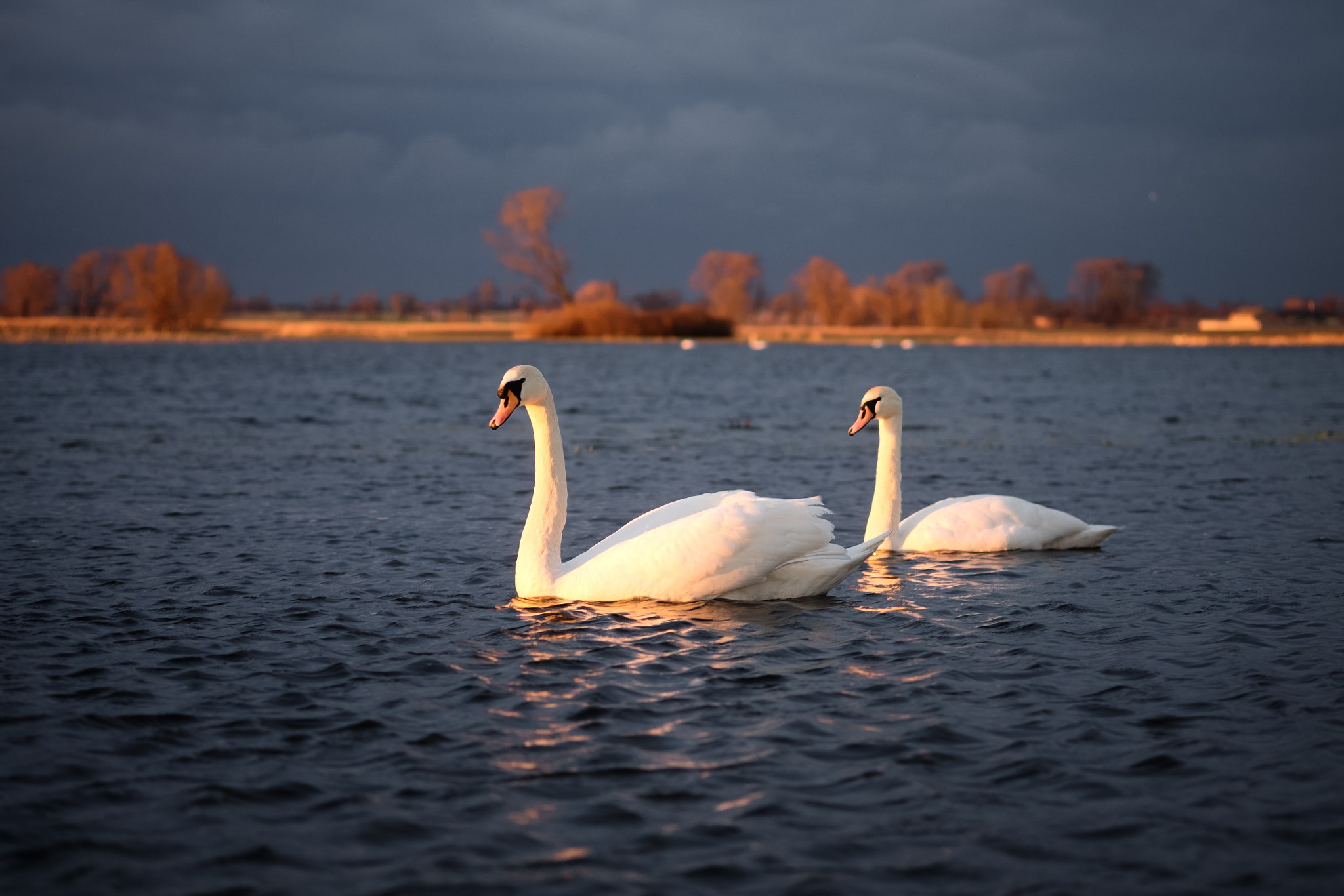 Fujifilm X-E2 sample photo. Przysowa spring-swan photography