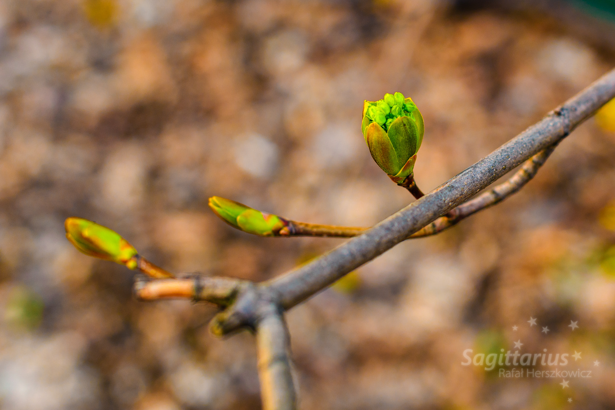 Nikon D610 sample photo. Spring is rising (90/365) photography