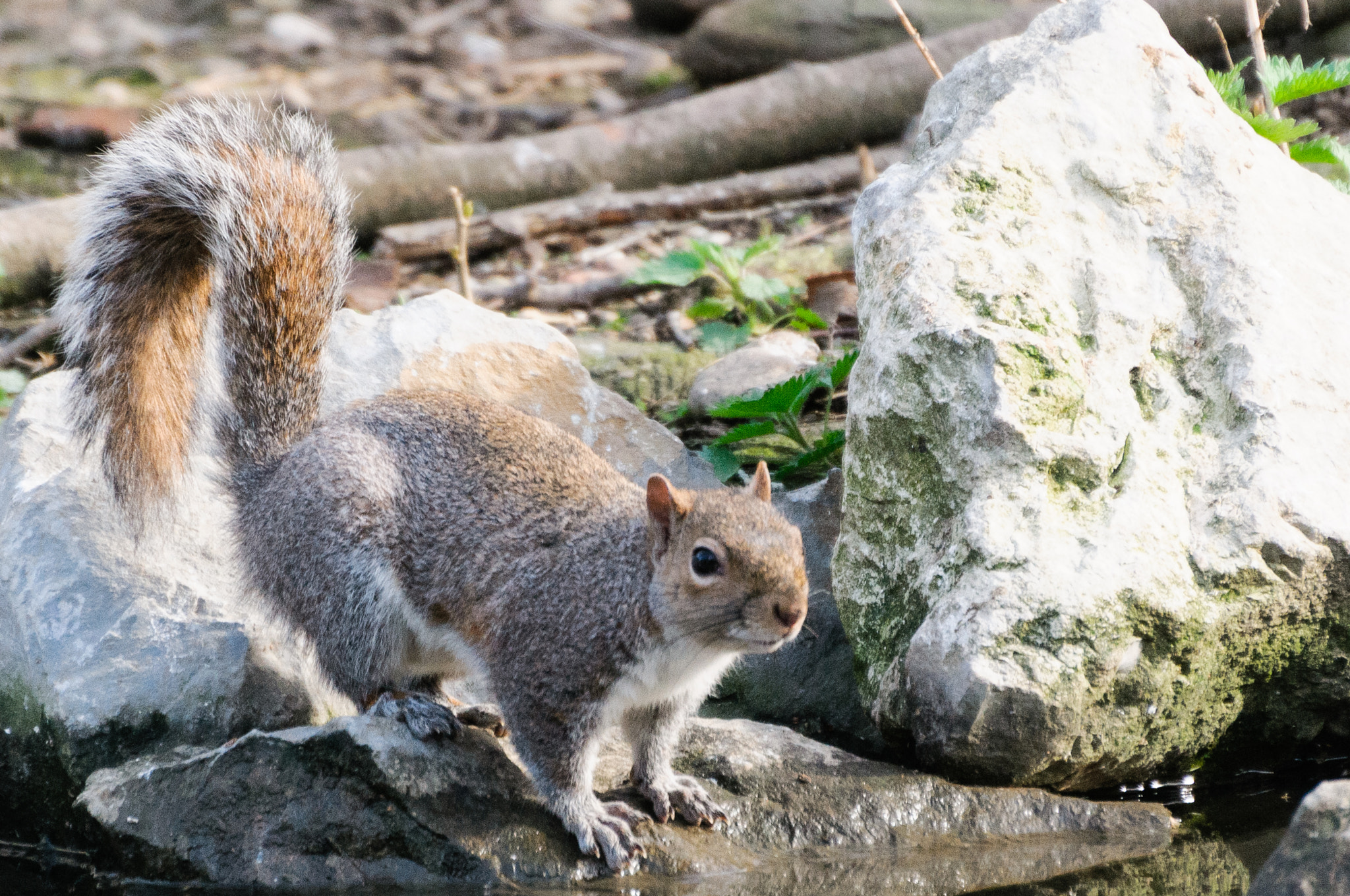 Nikon D300 sample photo. Squirrel photography