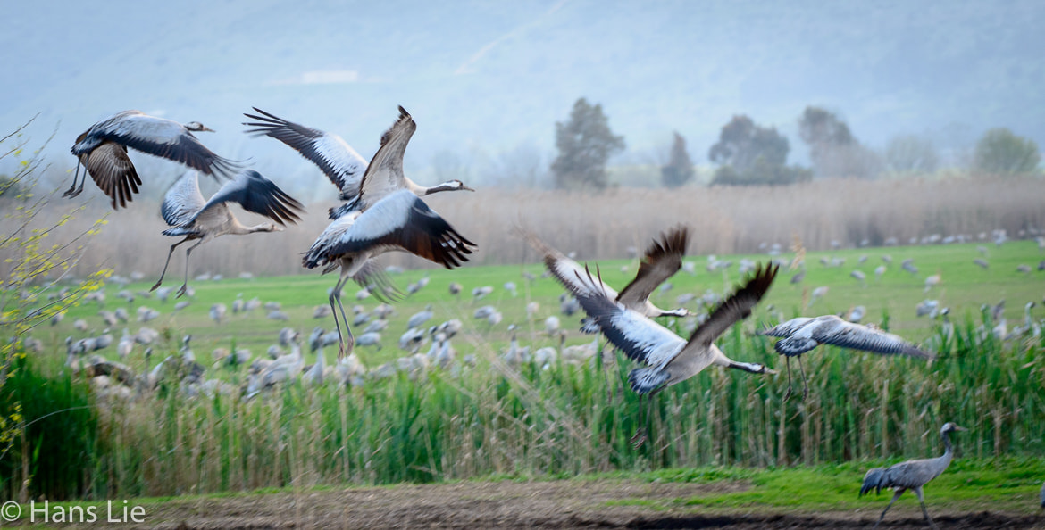 Nikon AF-S Nikkor 200-500mm F5.6E ED VR sample photo. Cranes photography