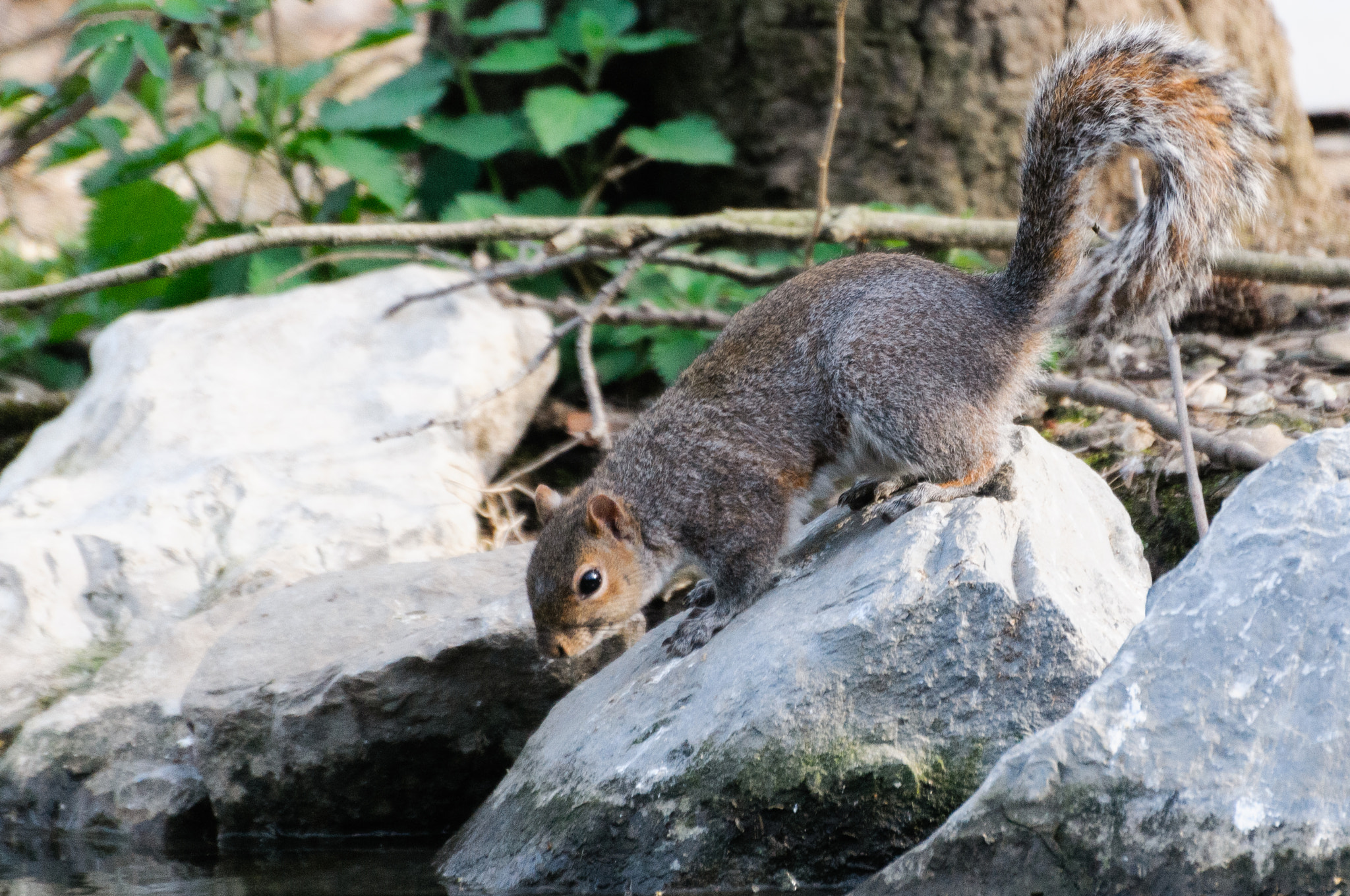 Nikon D300 sample photo. Squirrel photography