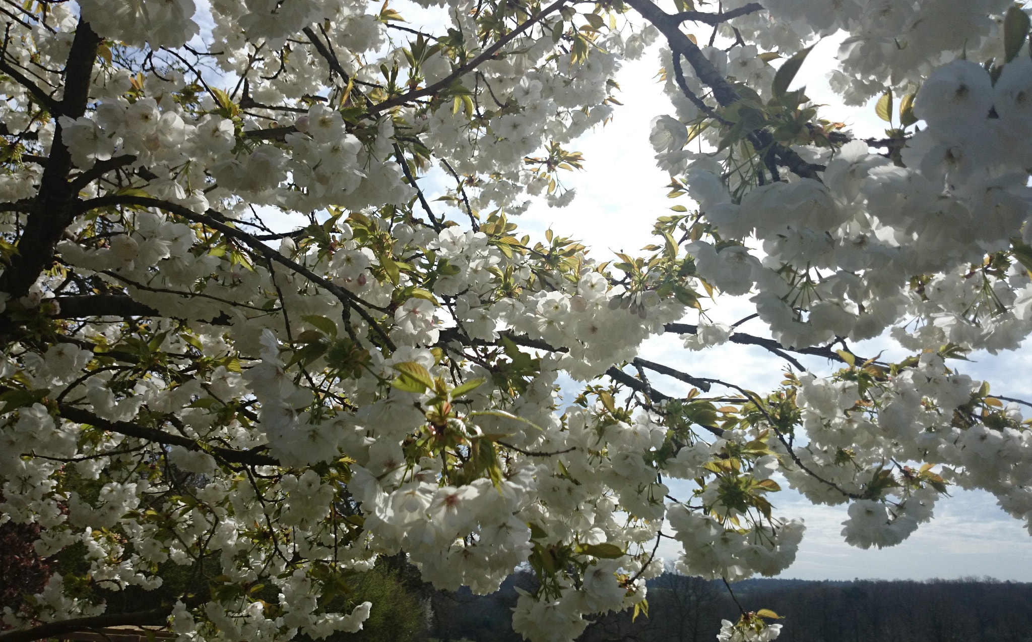 Sony Xperia Z1 Compact sample photo. Cherry blossom photography
