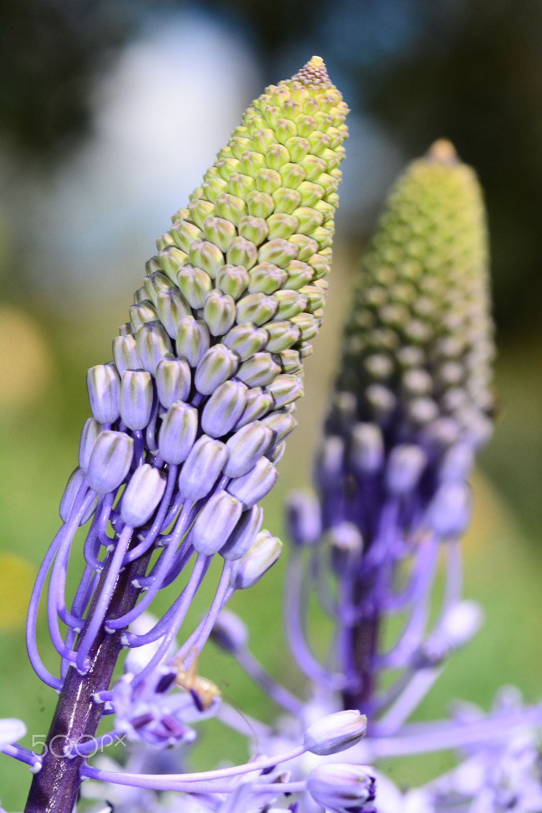 Nikon AF-S Micro-Nikkor 105mm F2.8G IF-ED VR sample photo