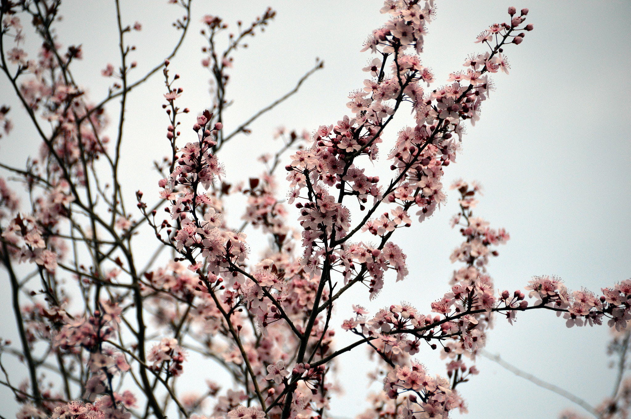 Sigma 18-200mm F3.5-6.3 II DC OS HSM sample photo. Cerezo photography
