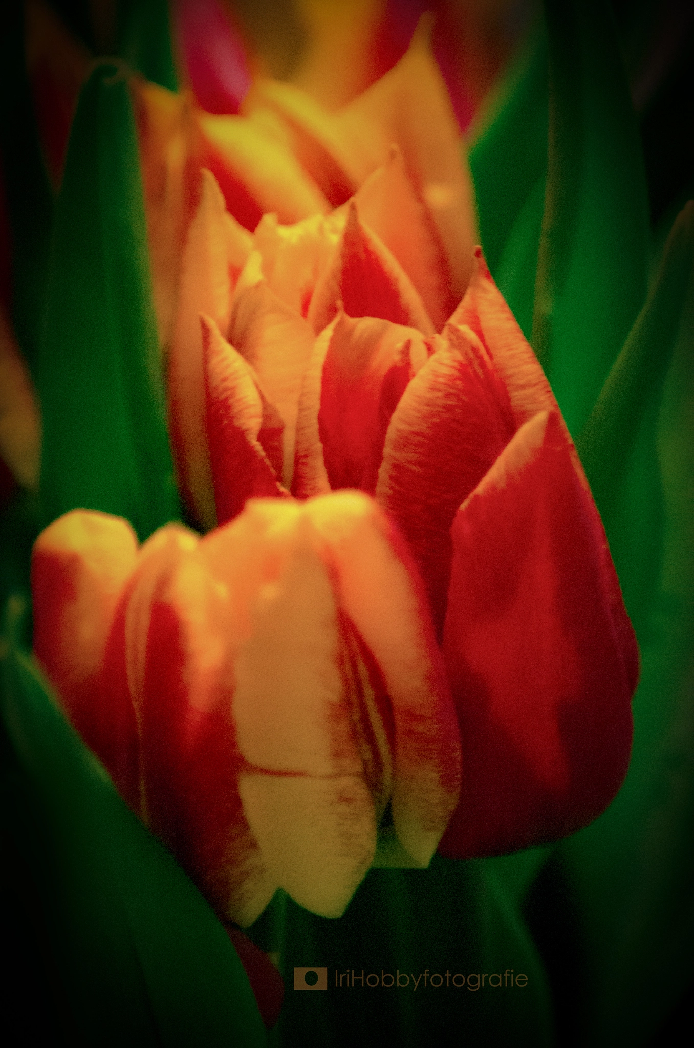 Tamron AF 70-300mm F4-5.6 LD Macro 1:2 sample photo. Tulpe photography