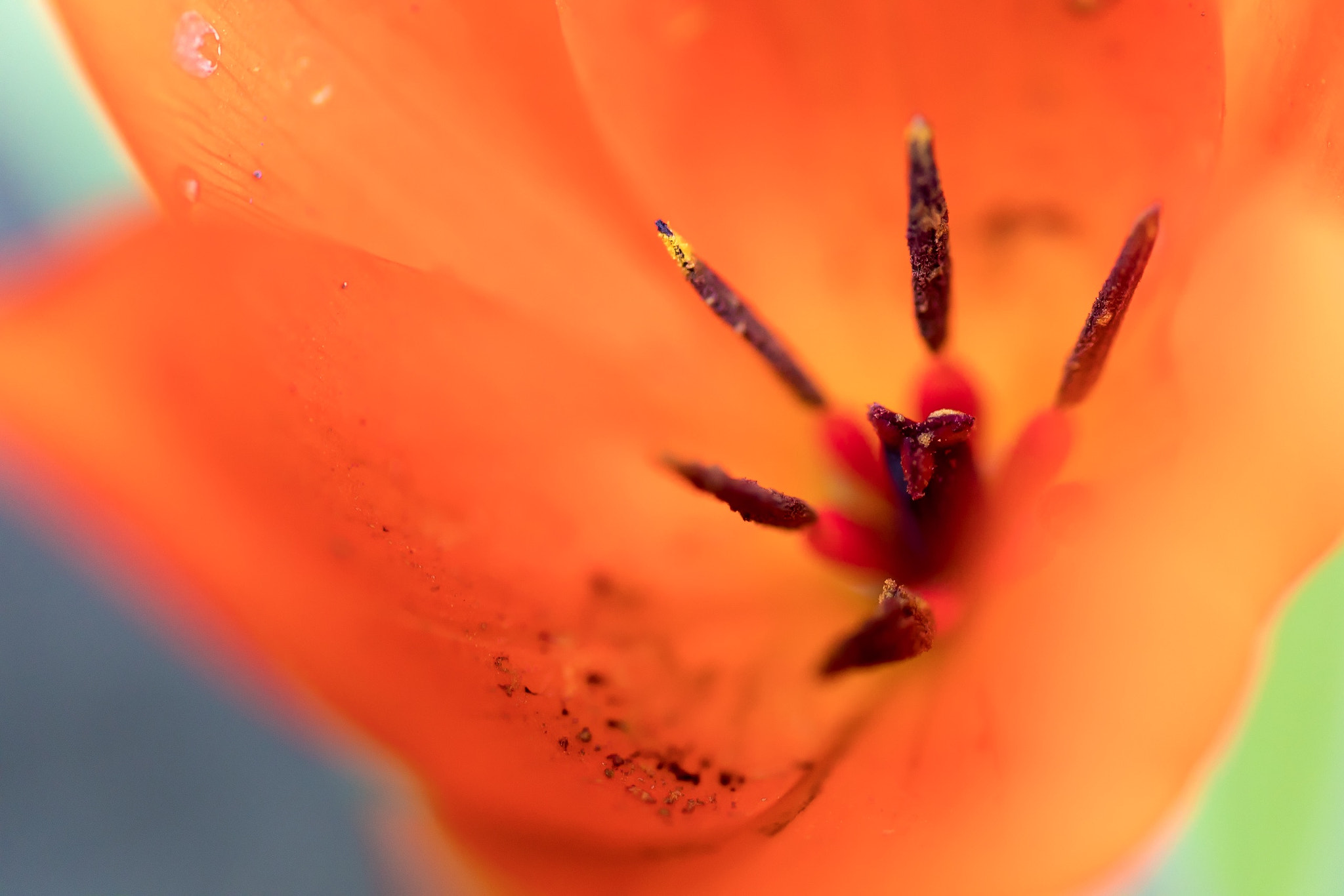 Tamron SP 90mm F2.8 Di VC USD 1:1 Macro sample photo. Tulip macro photography