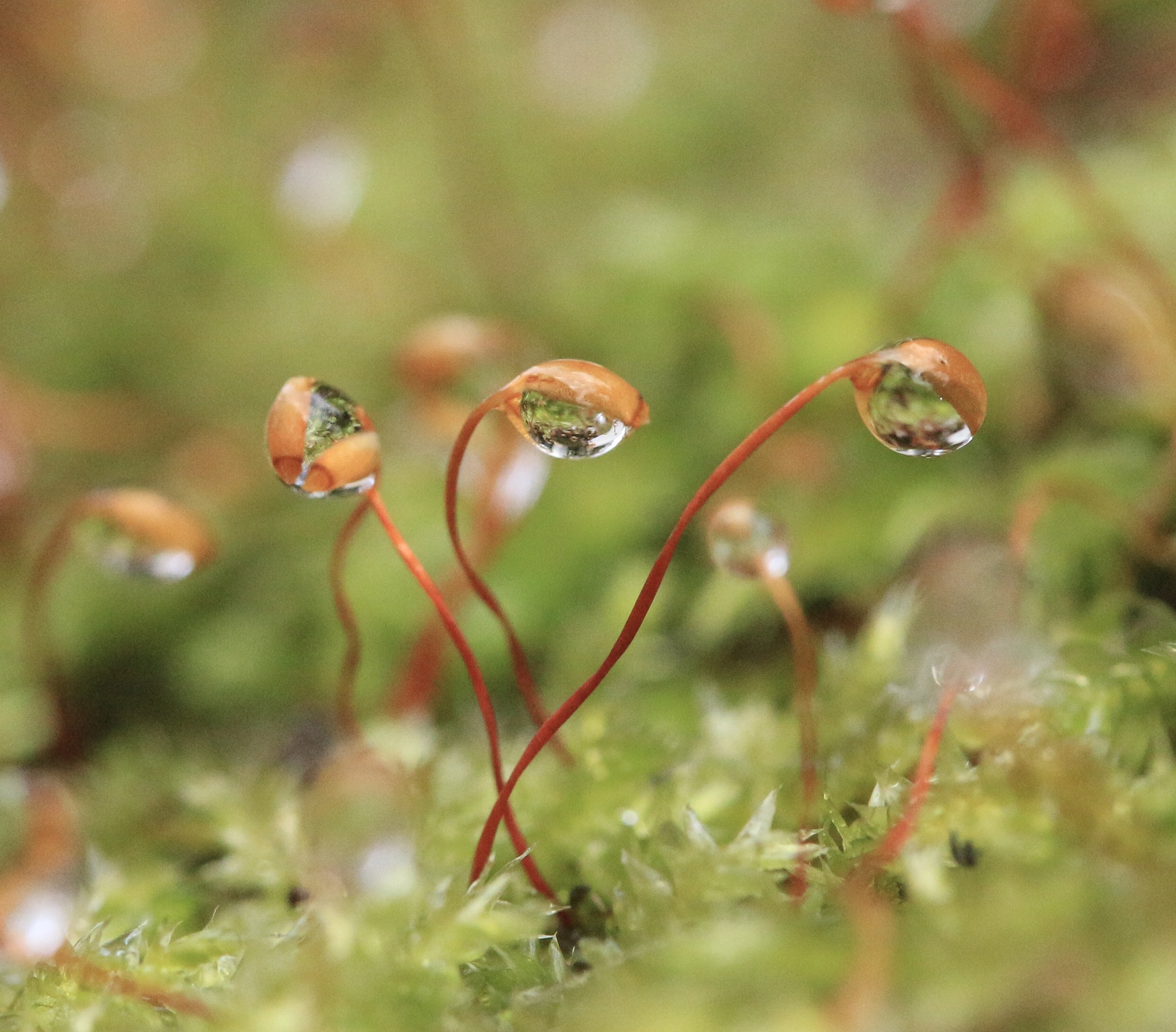 Canon EOS 100D (EOS Rebel SL1 / EOS Kiss X7) sample photo. Wanna keep watching you photography