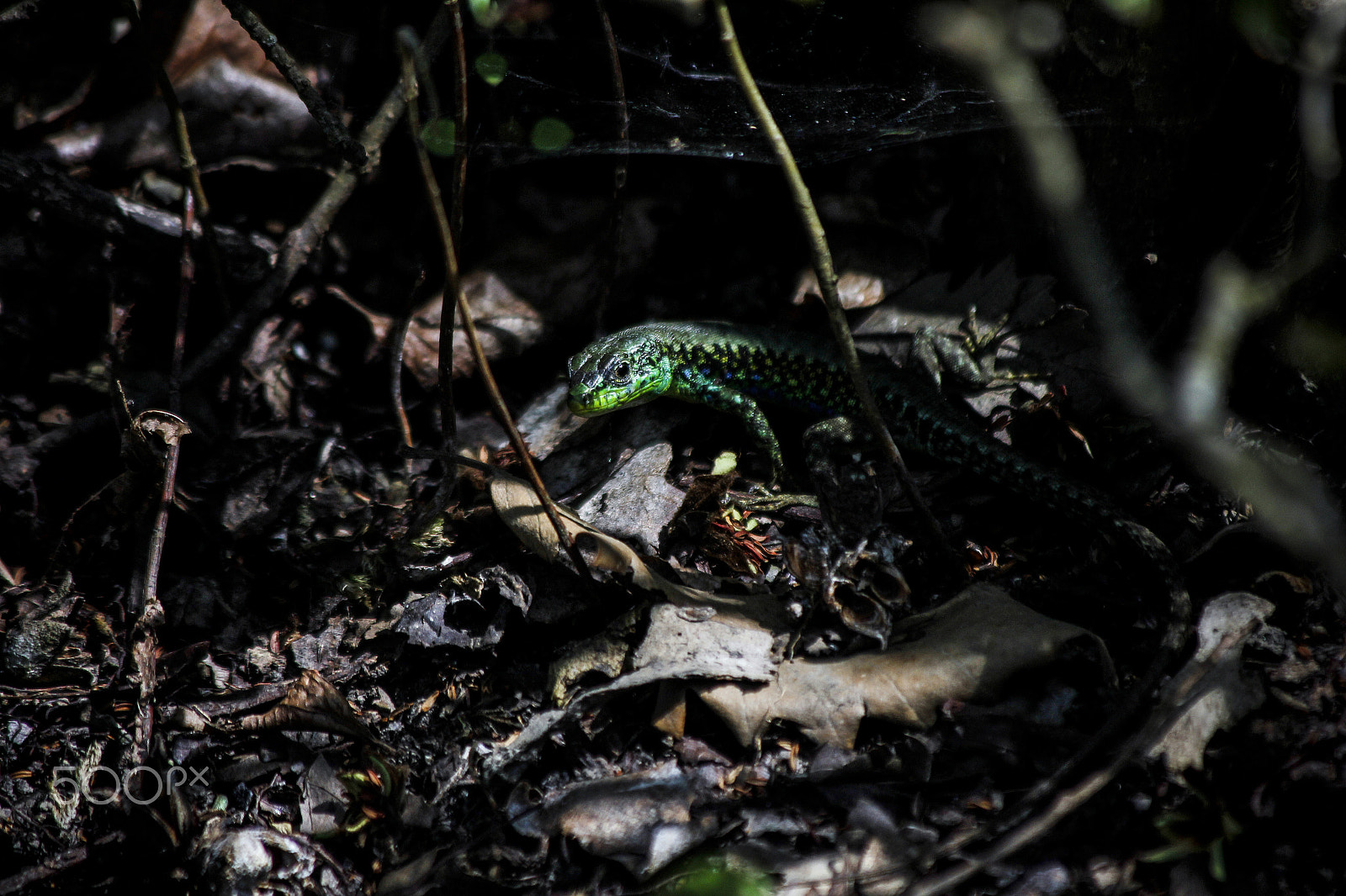 Canon EF 70-300mm F4-5.6 IS USM sample photo. Lizard photography