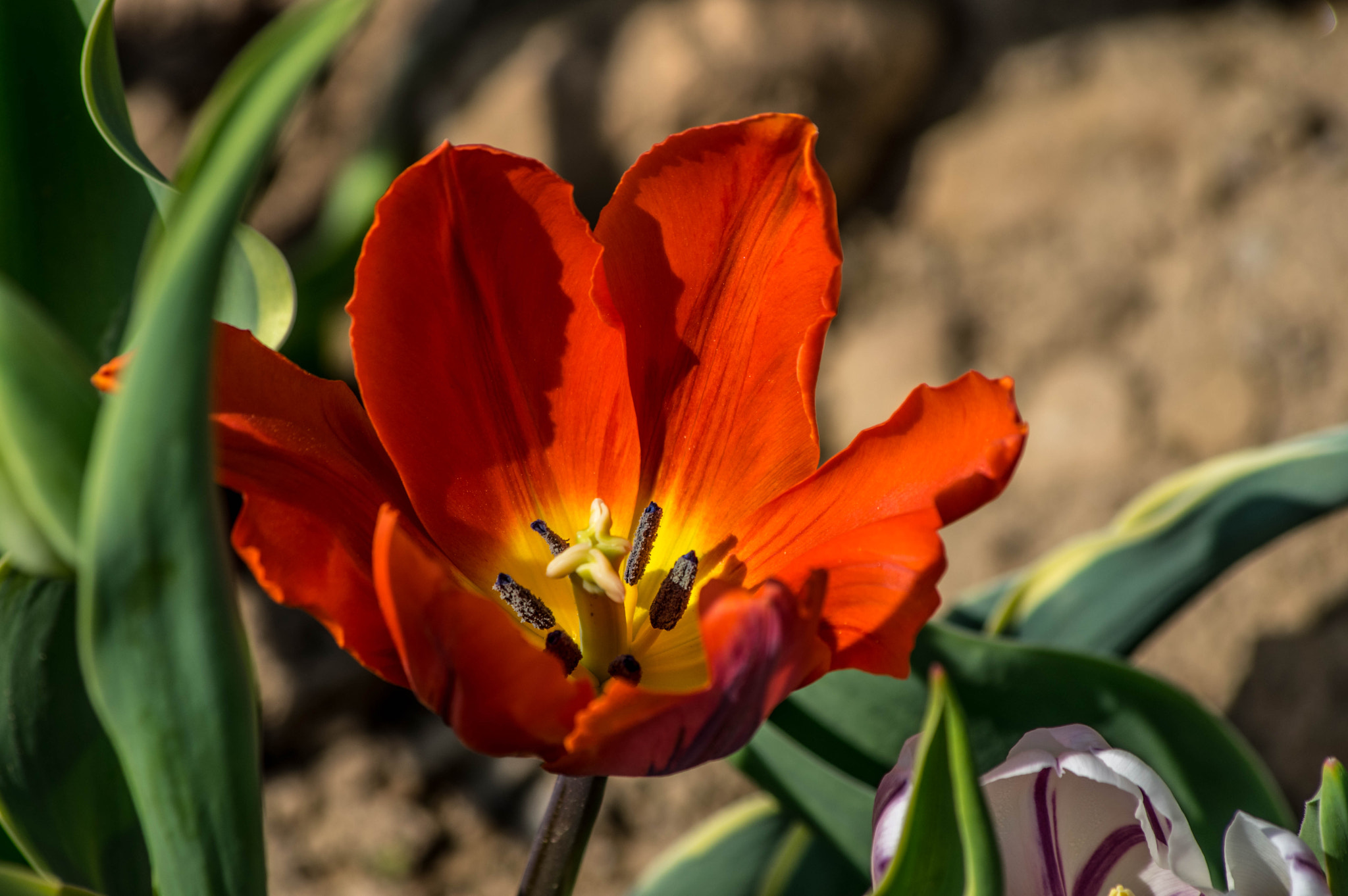 Pentax K-3 sample photo. Tulipani - luci ed ombre photography