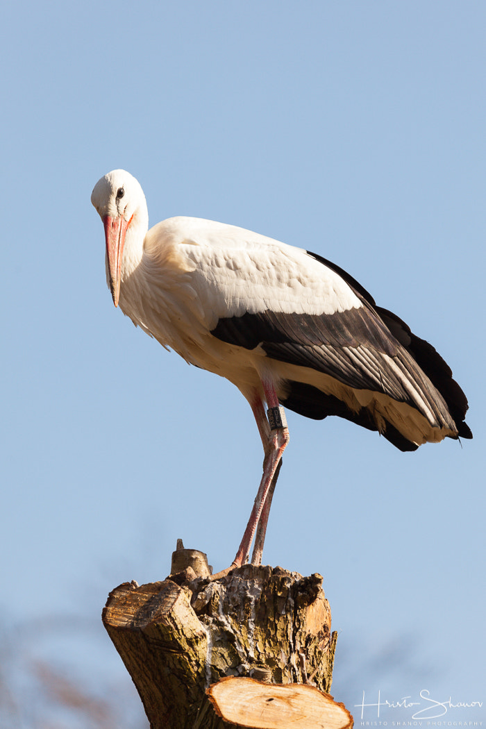 Tamron SP 150-600mm F5-6.3 Di VC USD sample photo. Stork photography