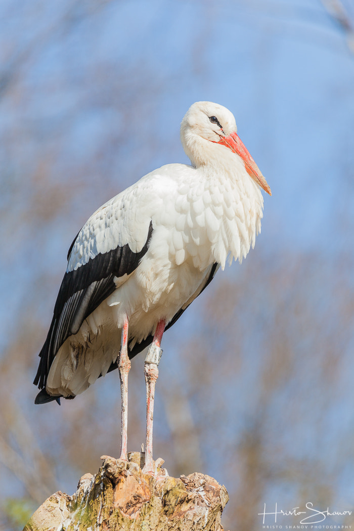 Tamron SP 150-600mm F5-6.3 Di VC USD sample photo. Stork photography