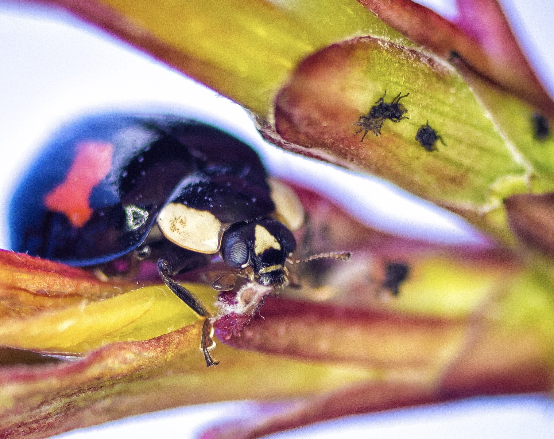 Tamron SP 90mm F2.8 Di VC USD 1:1 Macro sample photo. Ladybug photography