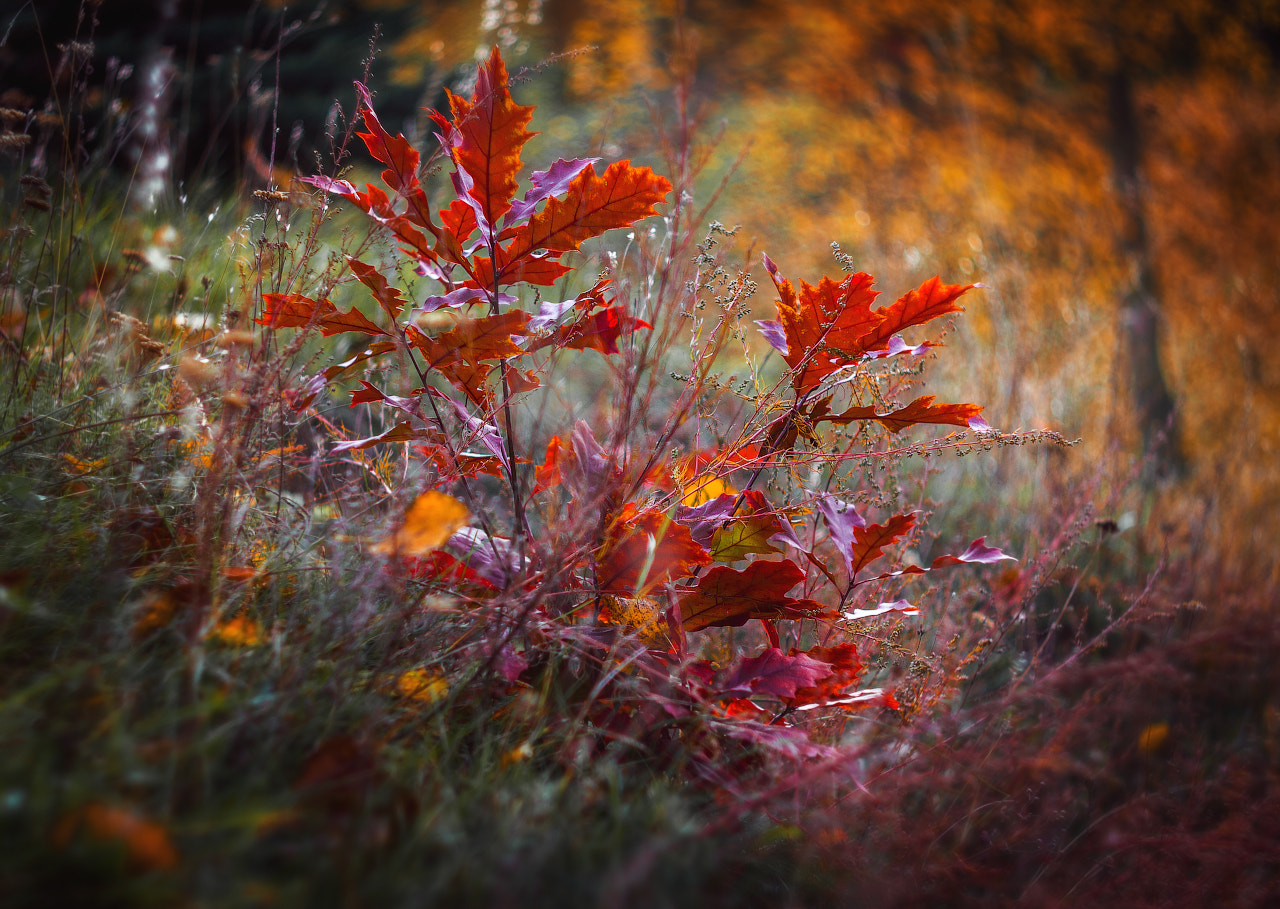Canon EF 35-80mm f/4-5.6 sample photo. *** photography