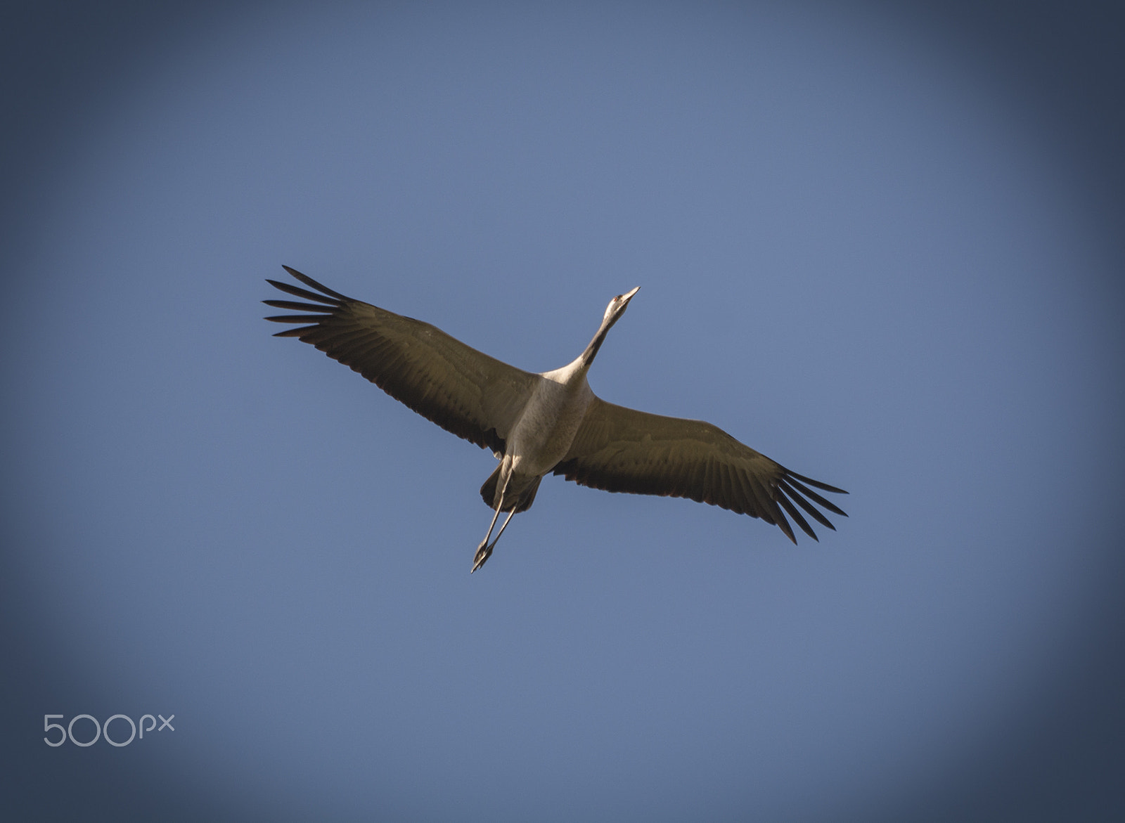 Sigma 150-500mm F5-6.3 DG OS HSM sample photo. Grus grus photography