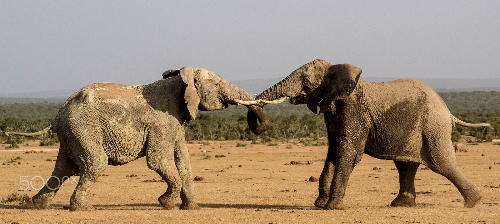 Nikon D3100 sample photo. Elephants fighting photography