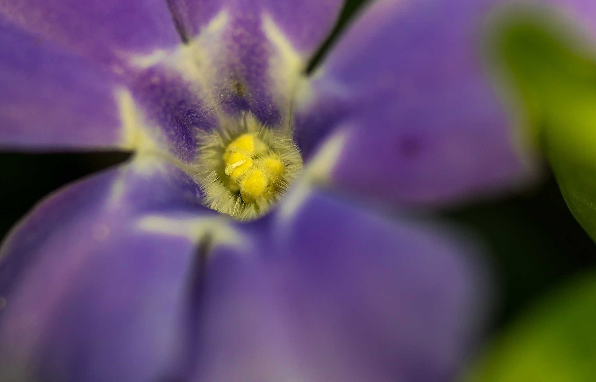 Tamron SP 90mm F2.8 Di VC USD 1:1 Macro sample photo. Vinca major photography