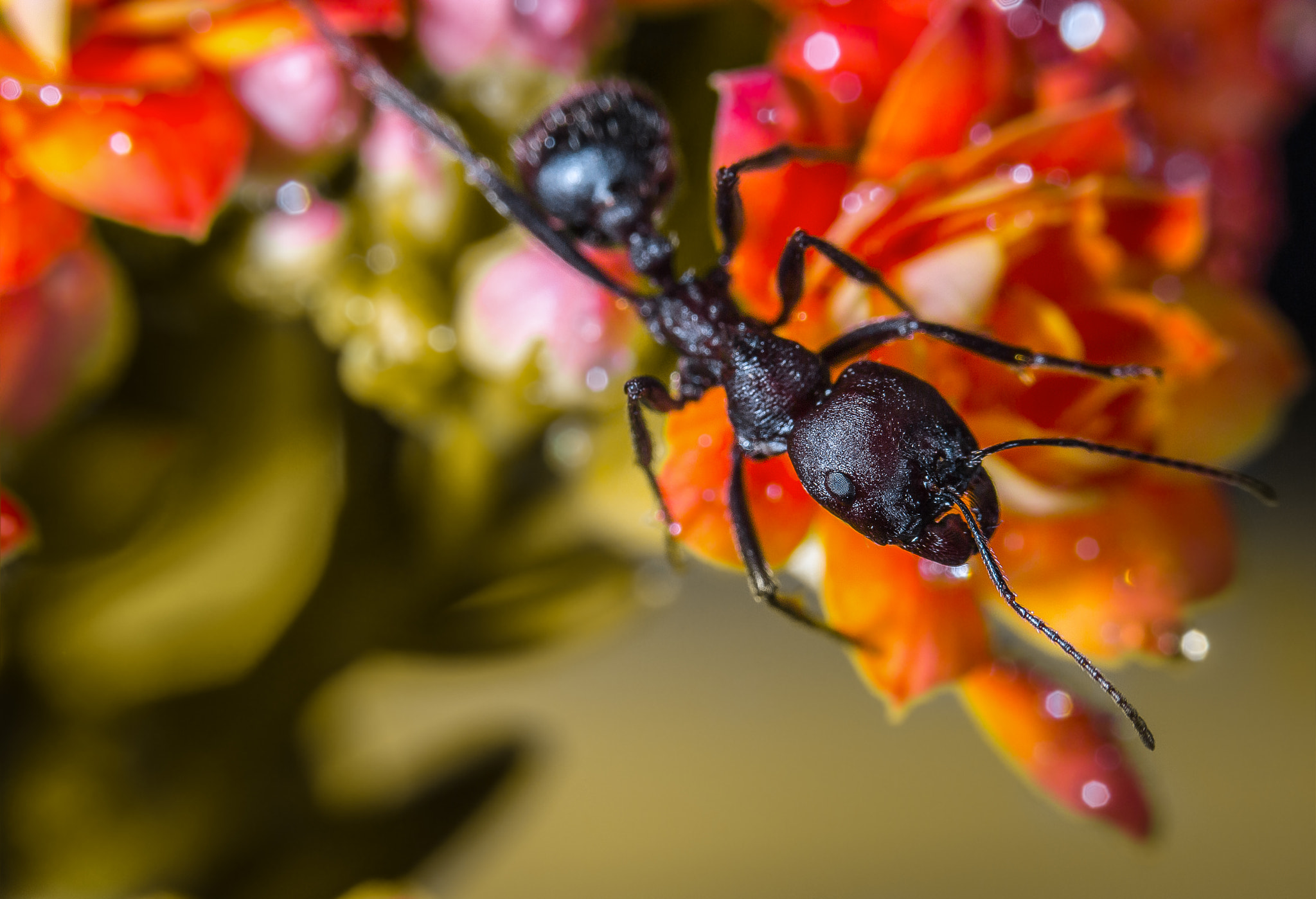 Canon EF-S 60mm F2.8 Macro USM sample photo. Messor arenarius photography