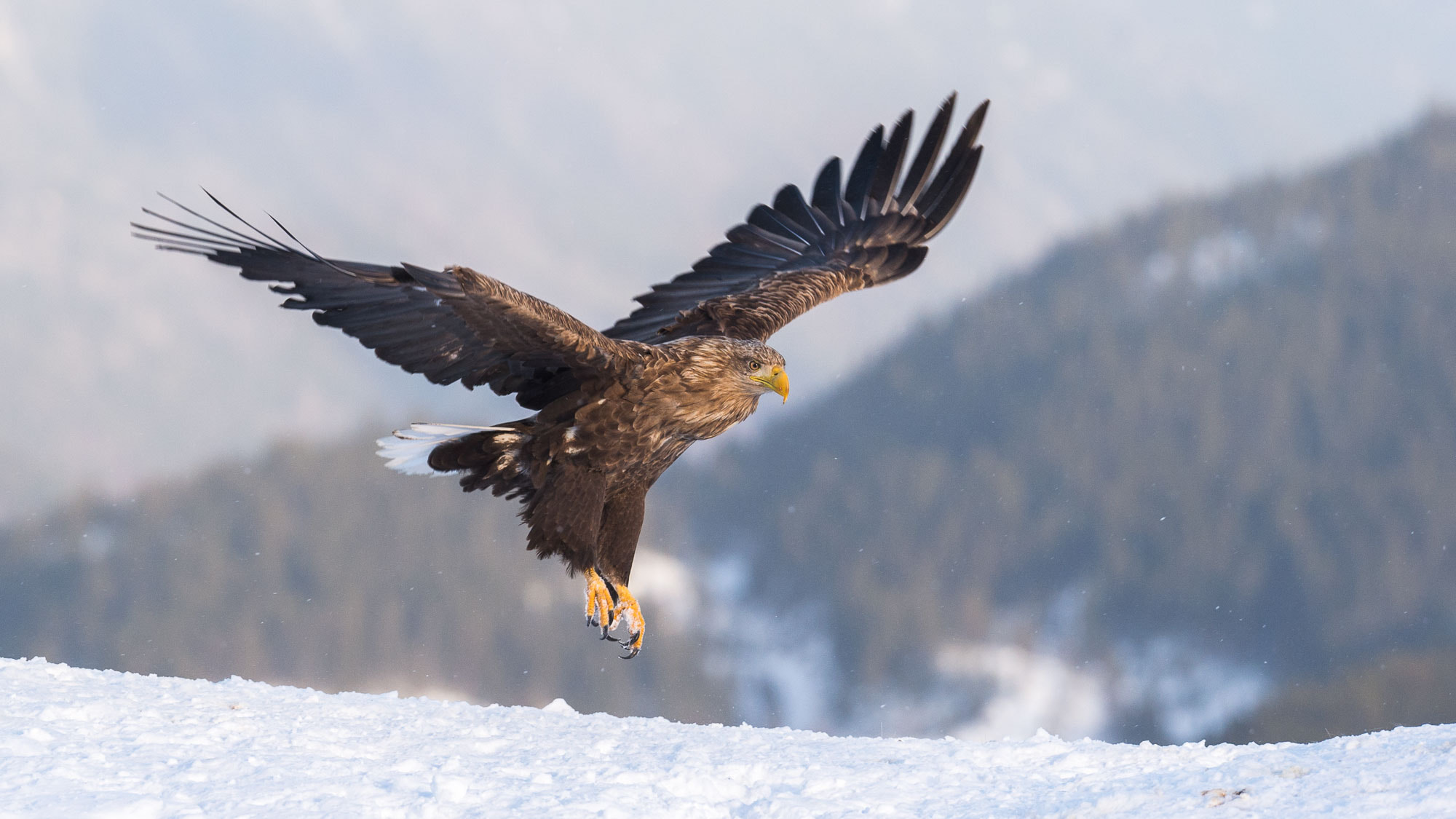 Nikon AF-S Nikkor 200mm F2G ED-IF VR sample photo. Golde eagle in winterland photography