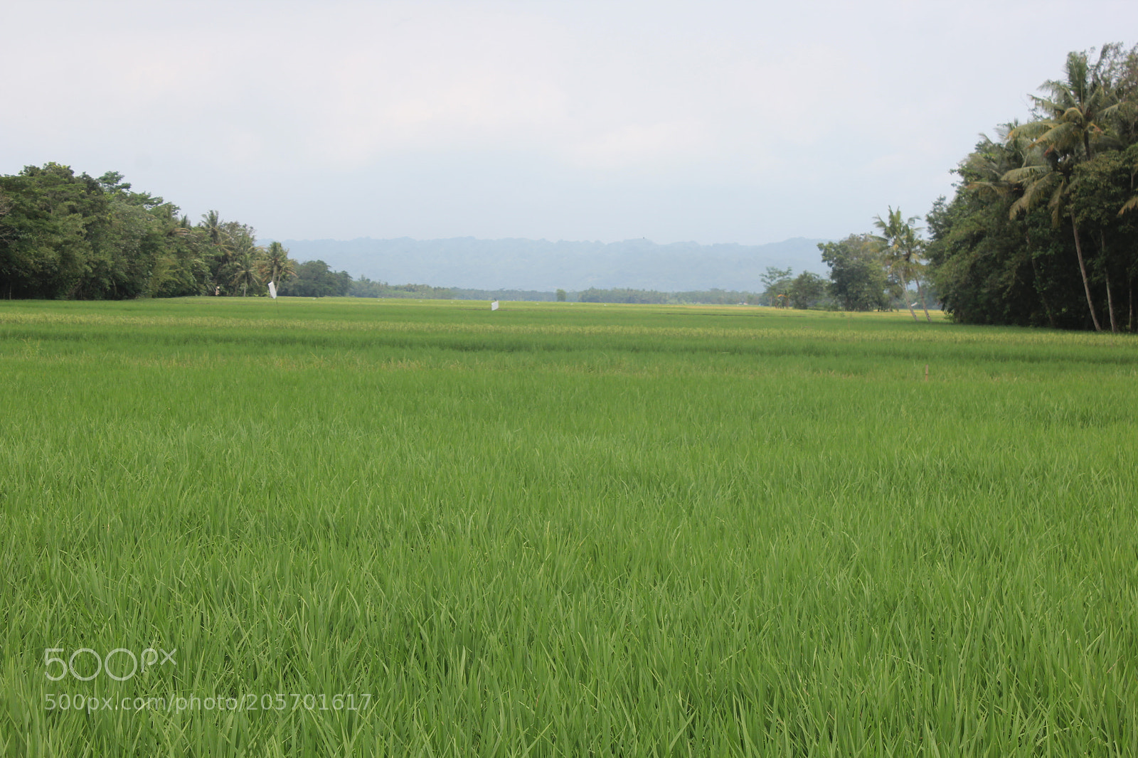 Canon EOS 60D sample photo. Img photography