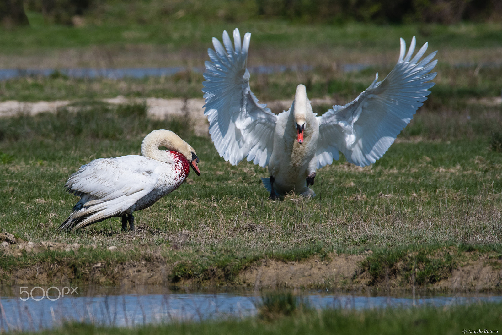 Sigma 150-600mm F5-6.3 DG OS HSM | S sample photo. Conflitto photography