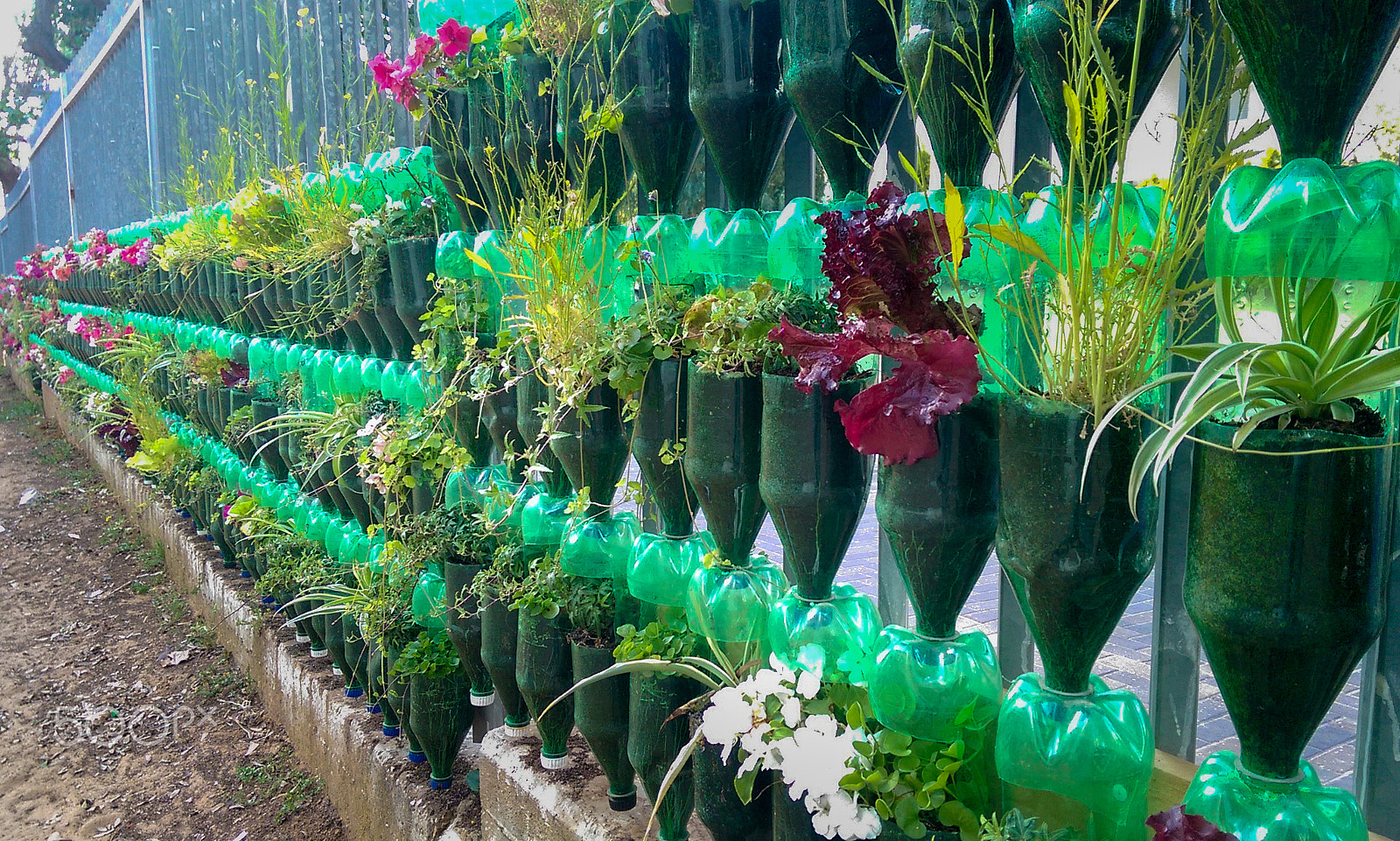 HTC ONE (M8) sample photo. Flowers grows in plastic bottles with the bottom cut off like old garden near a fence. photography