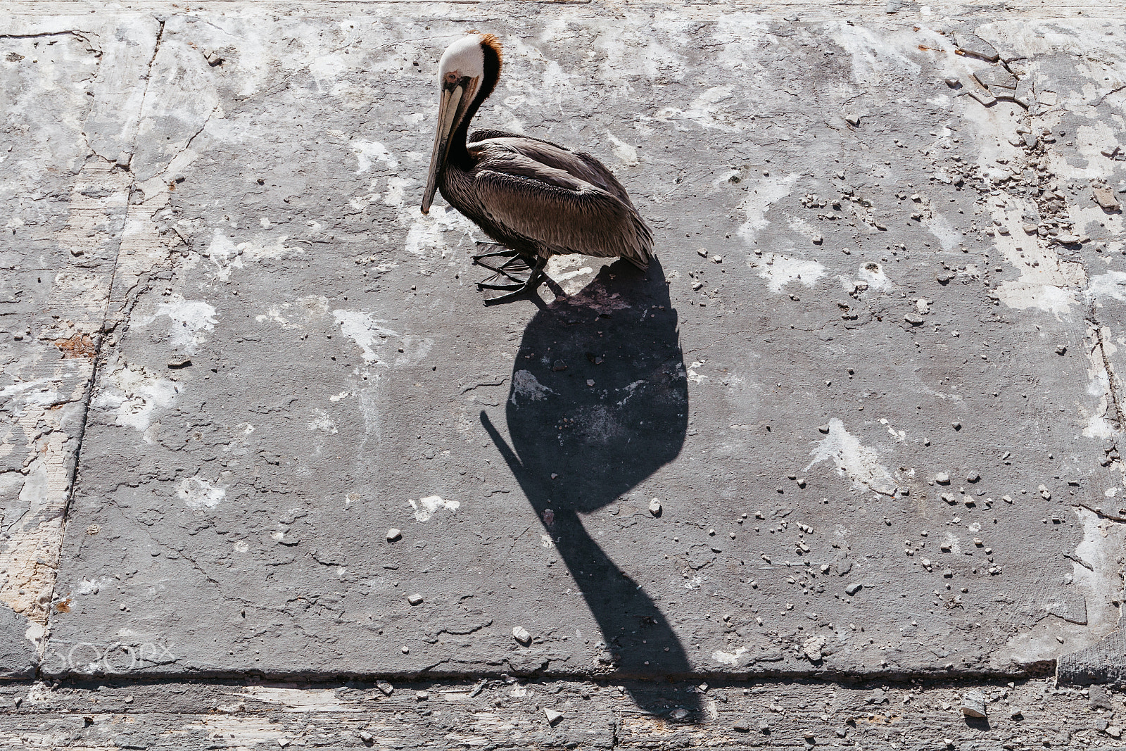 Canon EOS 650D (EOS Rebel T4i / EOS Kiss X6i) sample photo. Casting shadows | marina del rey, california photography
