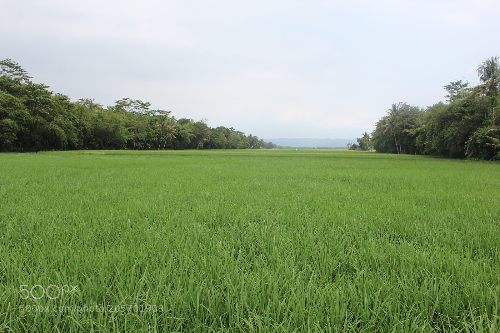 Canon EOS 60D sample photo. Img photography