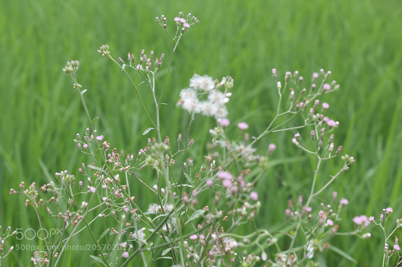 Canon EOS 60D sample photo. Img photography