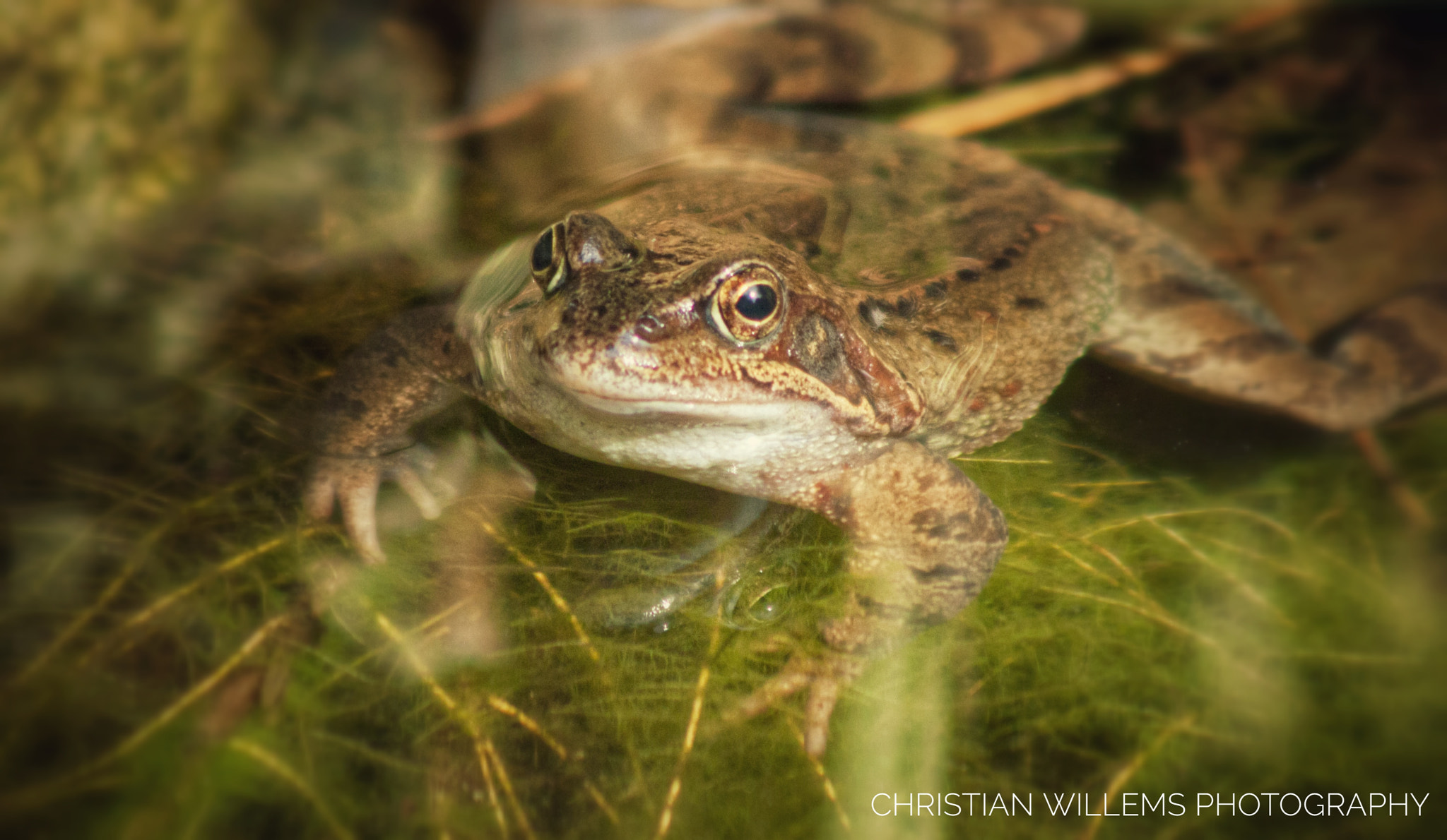 Canon EF 90-300mm F4.5-5.6 USM sample photo. Frog photography