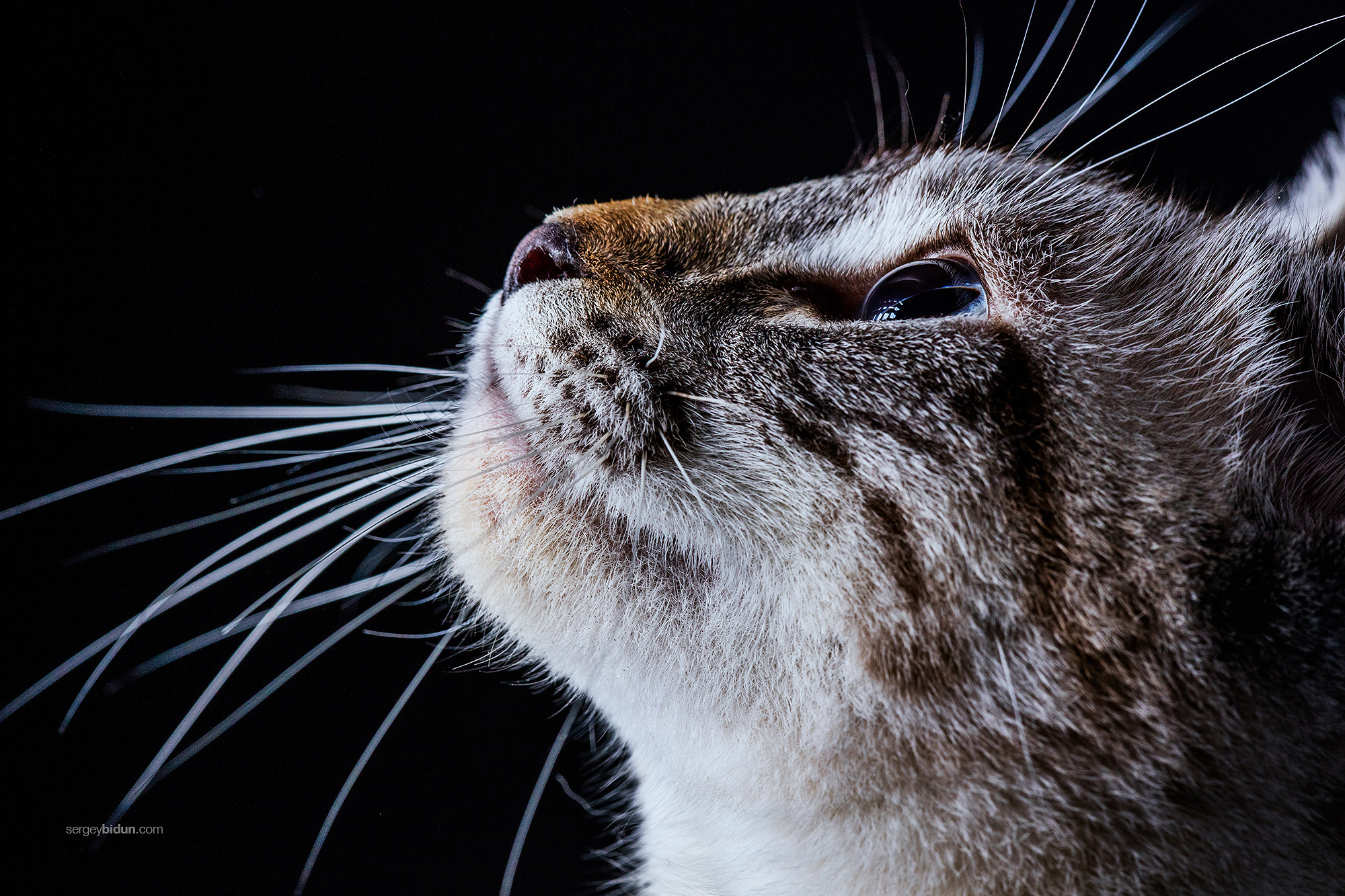 Canon EF 180mm F3.5L Macro USM sample photo. Hunter eyes. photography