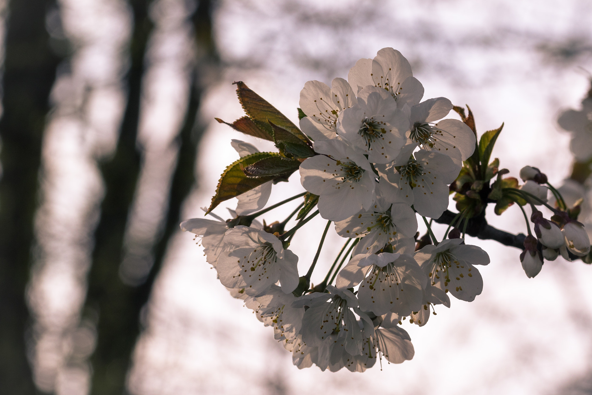 Sigma 105mm F2.8 EX DG OS HSM sample photo. Blüten photography